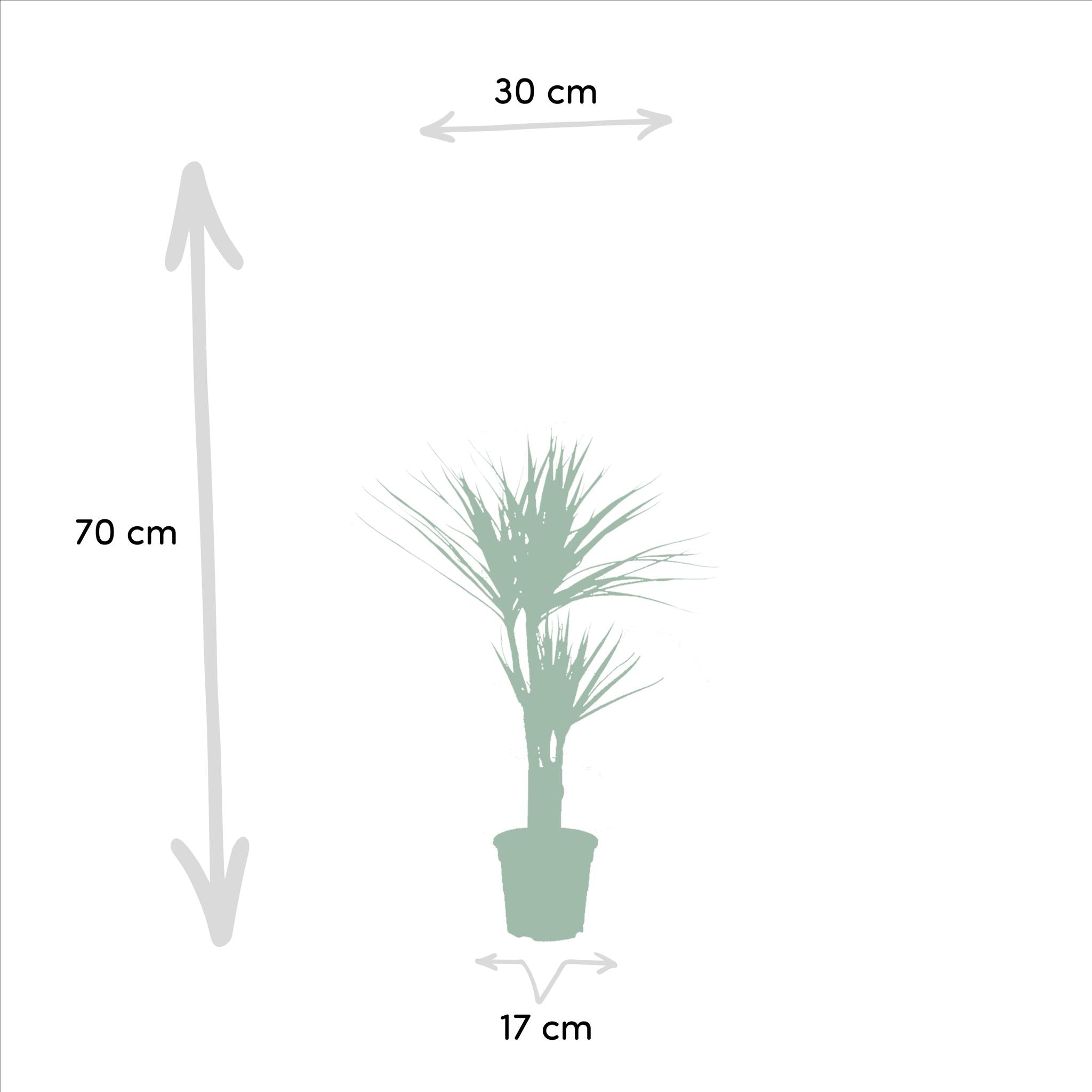 Pflanzen Mix - Drachenbaum Dracaena und Yucca Palme o ↨70cm - Ø17cm + Yucca ↨90cm - Ø17cm