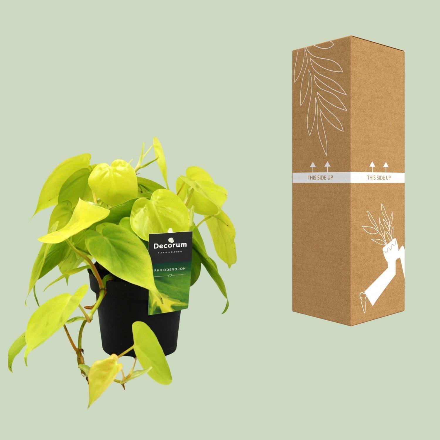 Herzblattphilodendron - Philodendron Lime - Ø12cm - ↕20cm