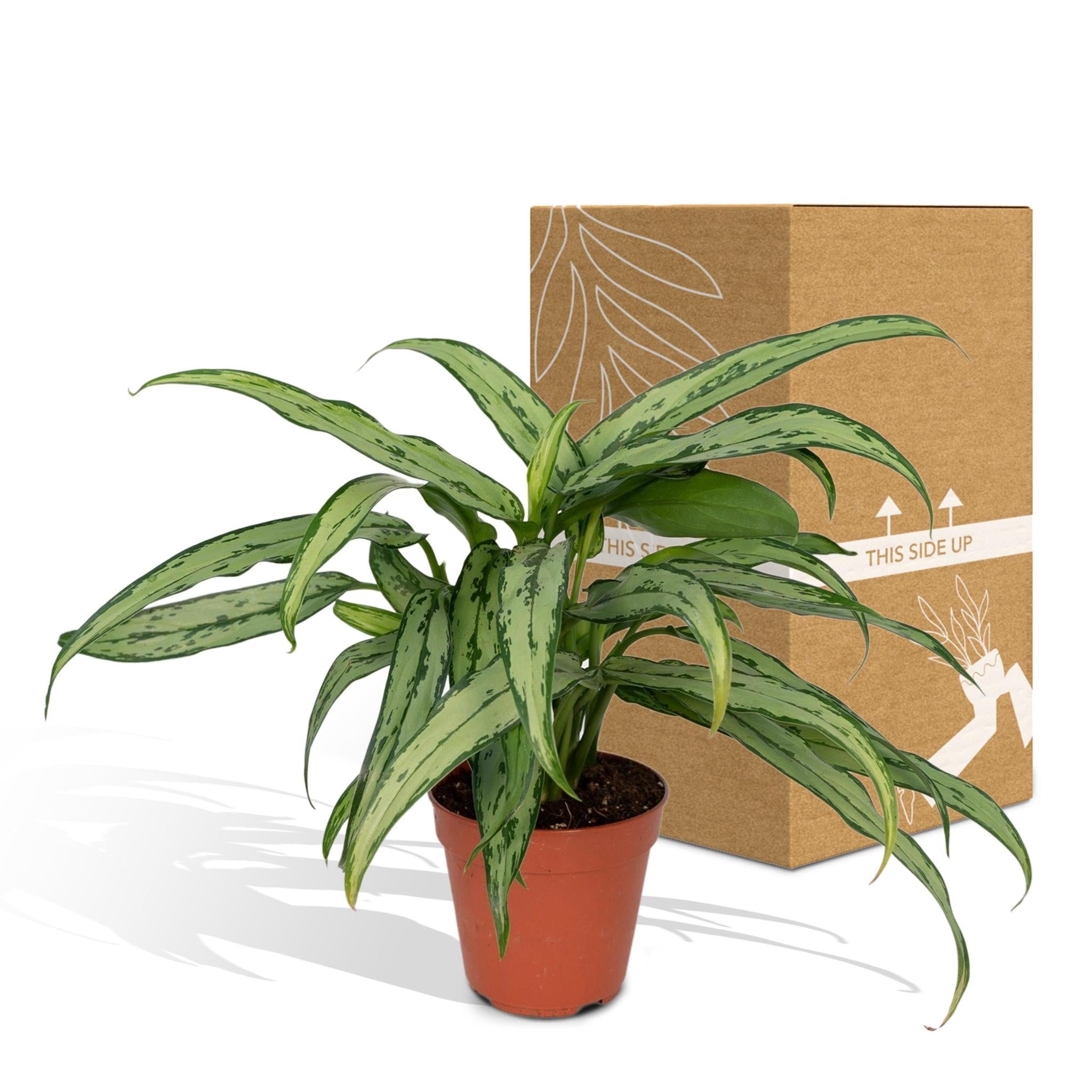 Kolbenfaden - Aglaonema Cutlass - Ø30cm - ↕12cm