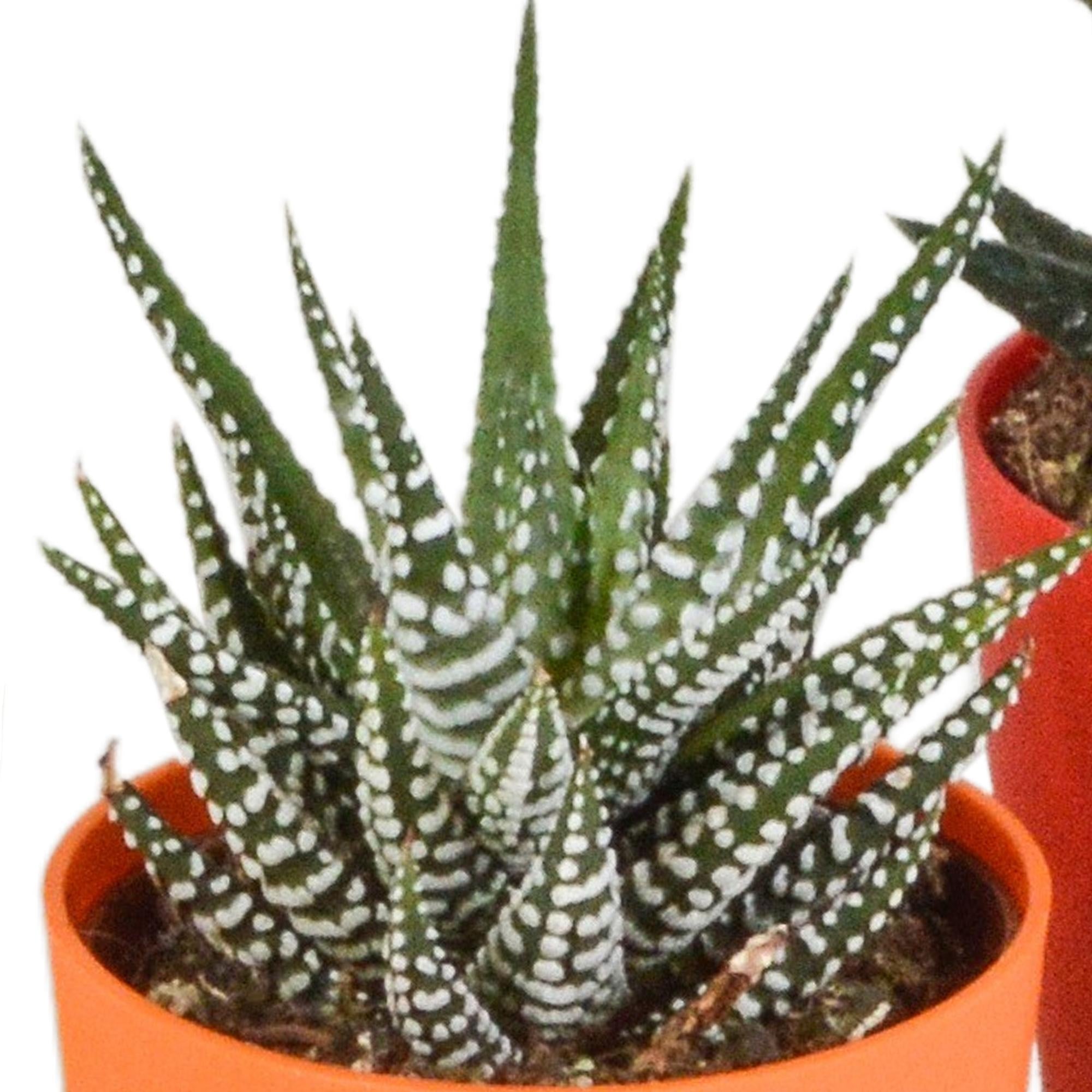 Pflanzen Mix - Gasteria/Haworthia-Mischung 5,5cm - in farbiger Plastiktopf   5 Stück