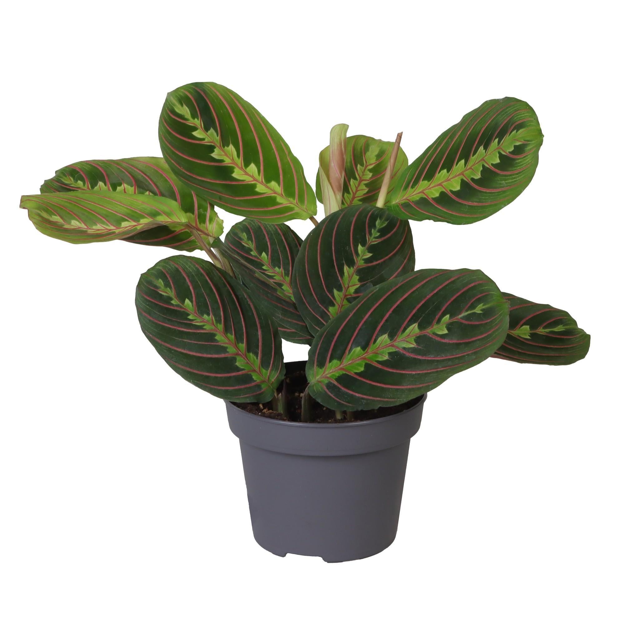 Gebetspflanze - Calathea Leuconeura Red Stripe - Prayerplant - Ø12cm - ↕25cm