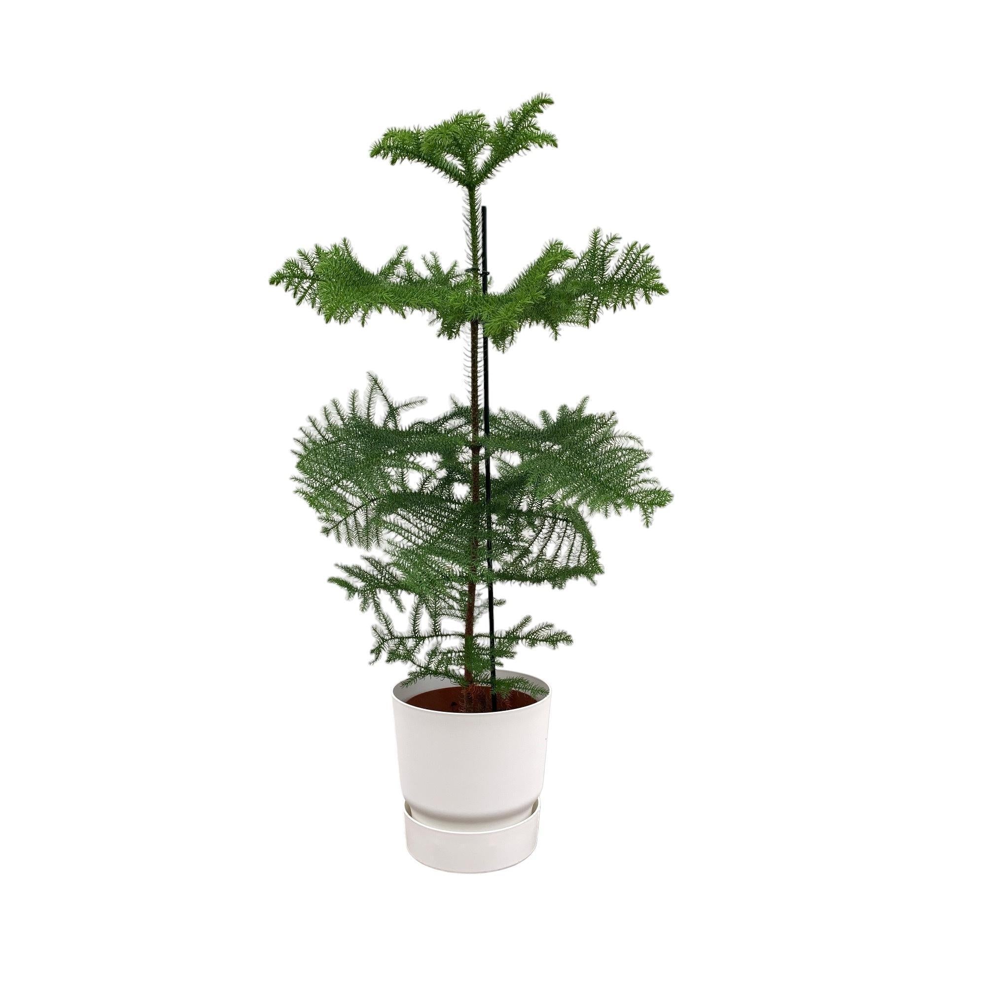 Araucaria (kamerden) inclusief elho Greenville Round Topf weiß  Ø25 - 100 cm