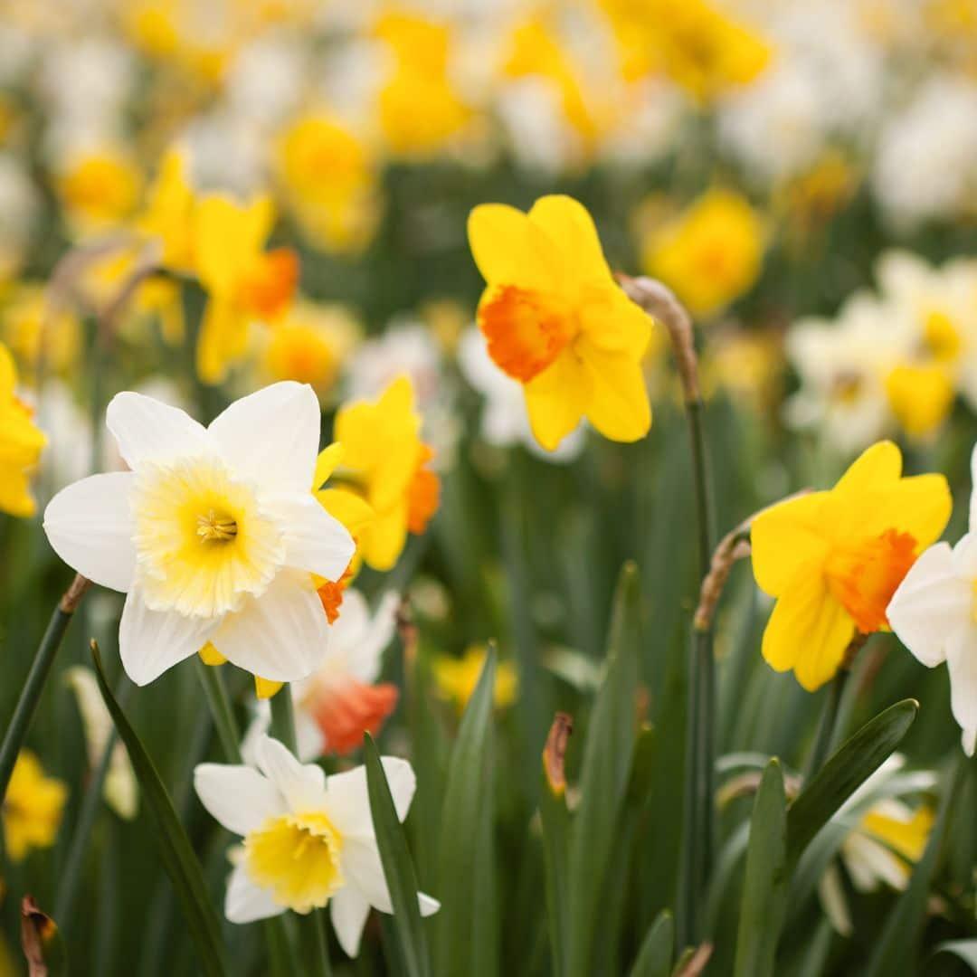 Narzissen u. Osterglocken Mix - Vorteilspackung, 100 Blumenzwiebeln für 2,5 qm Blumenpracht - Größe 12/14