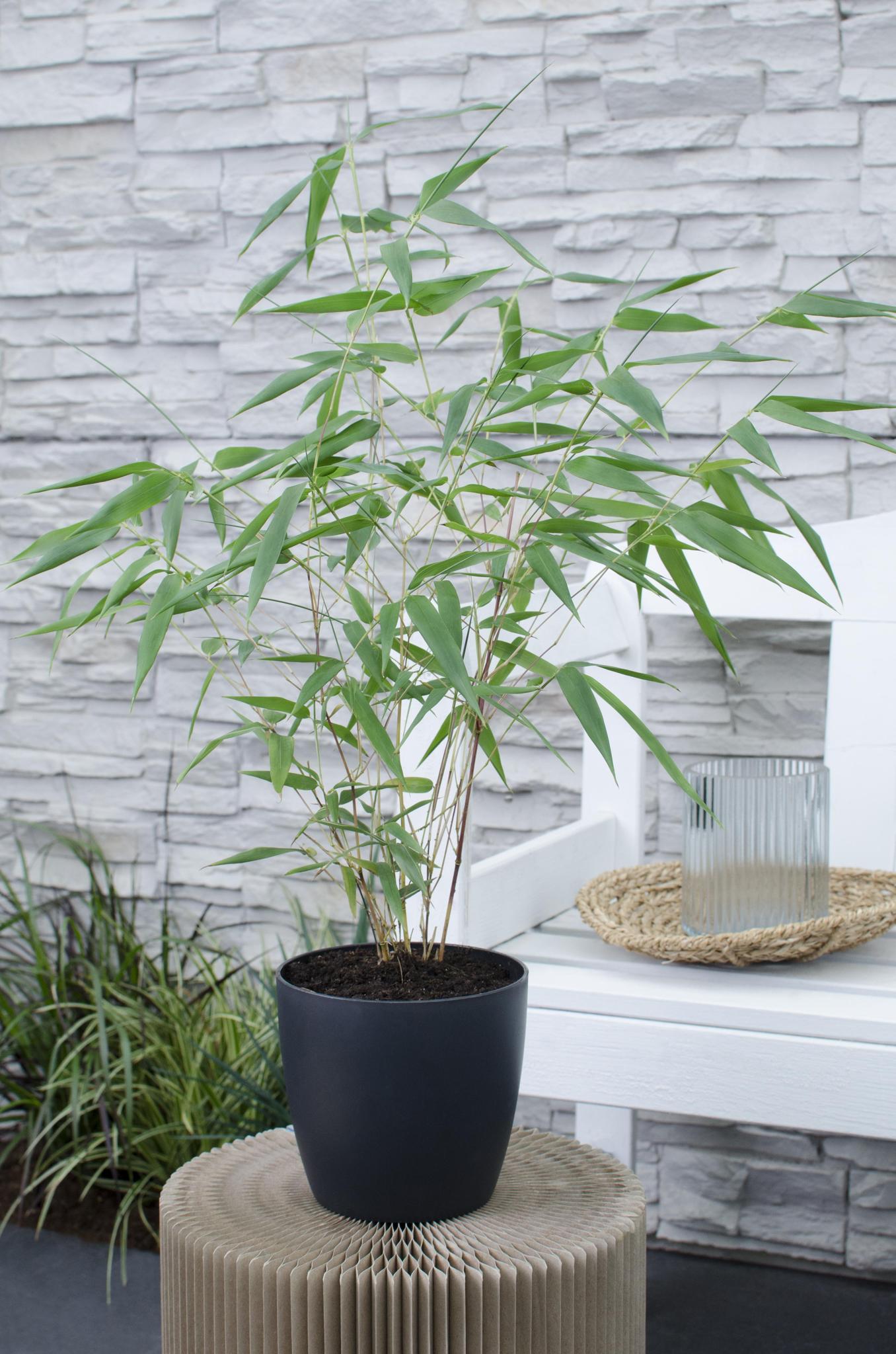 Goldrohrbambus - Phyllostachys aureosulcata 'Aureocal' - ↨40cm - Ø14