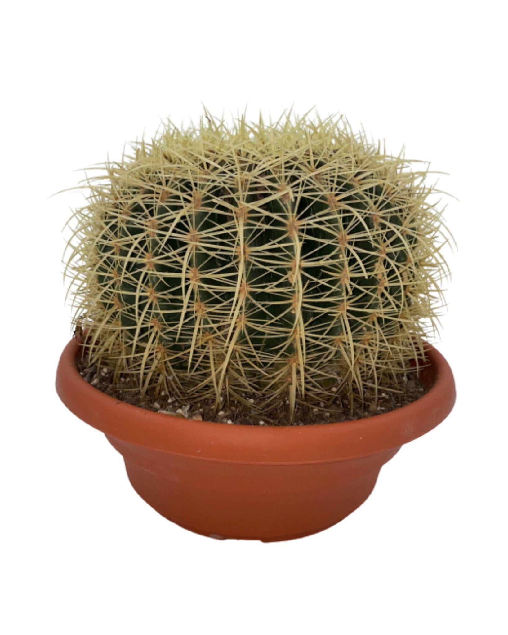 Schwiegermuttersitz Kaktus- Echiocactus Grusonii- 24cmØ- 23-28cm