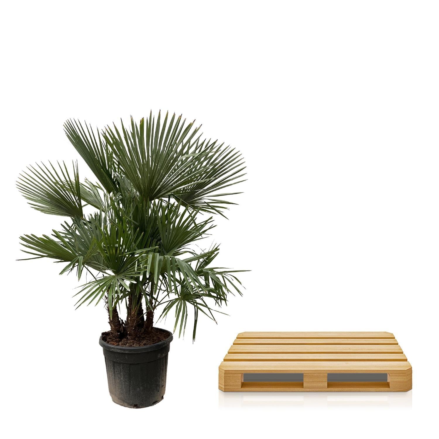 Trachycarpus meerstammig - 200cm - Ø45