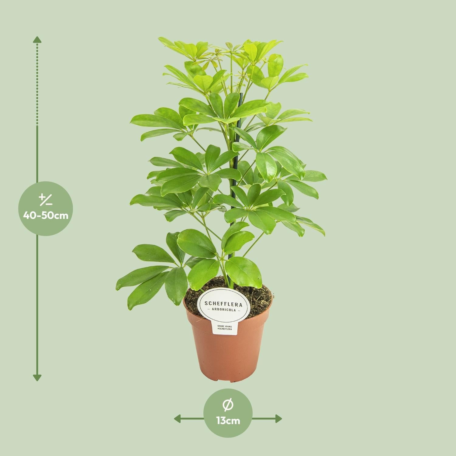 Schefflera Nora - Ø13cm - ↕45cm