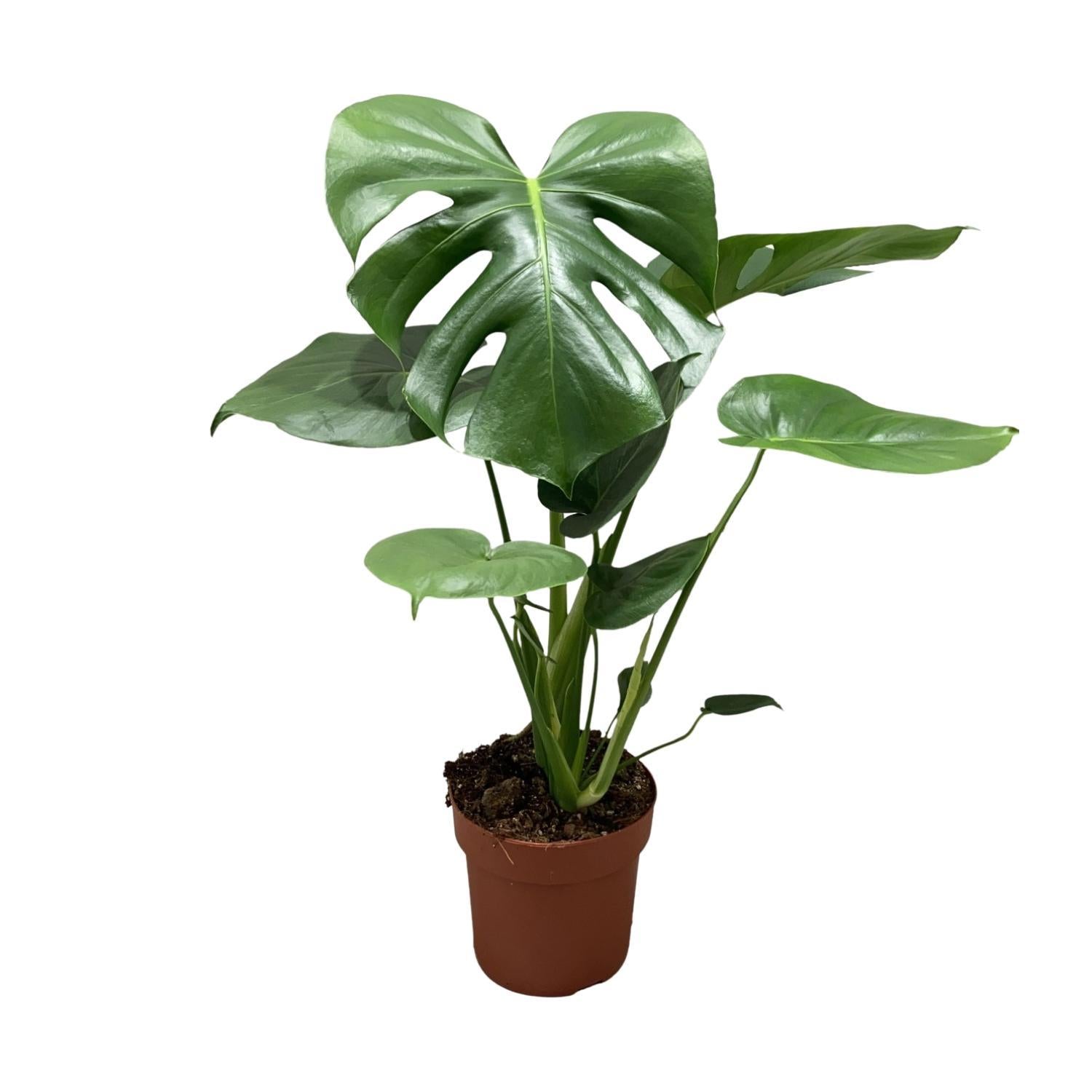 Monstera Deliciosa Struik - Ø17cm - ↕55cm