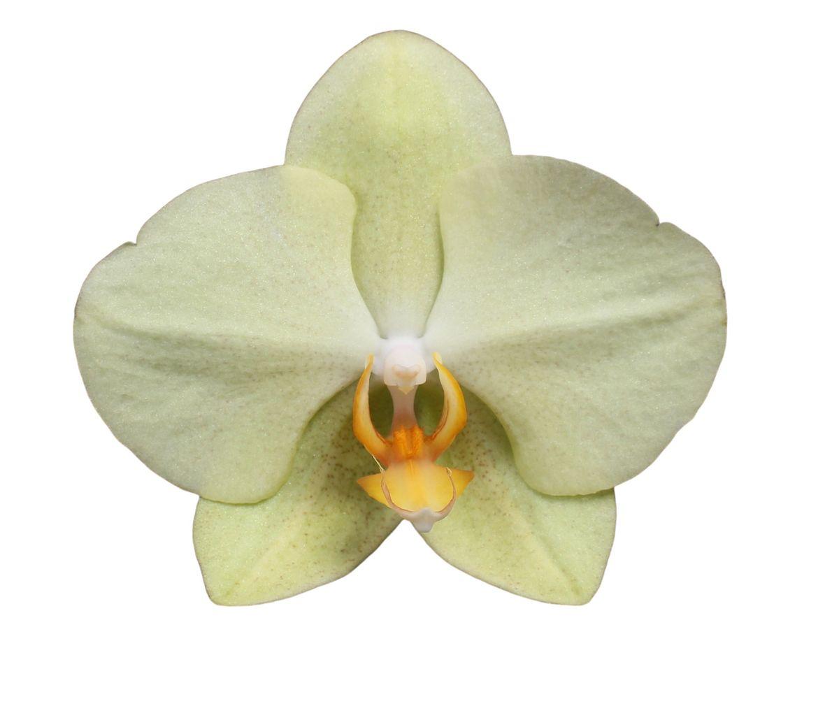 Orchidee Phalaenopsis Volterra - 3 tak - 60 cm - Ø12cm