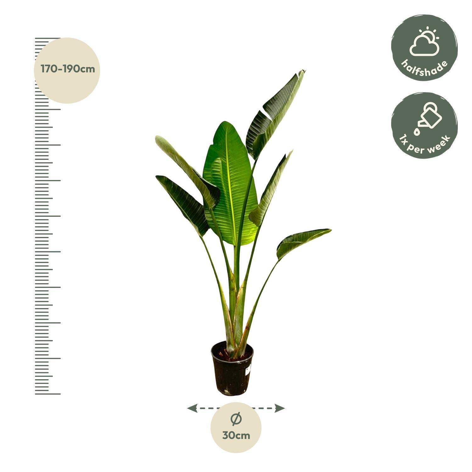 Strelitzia Augusta - 180cm - ⌀30