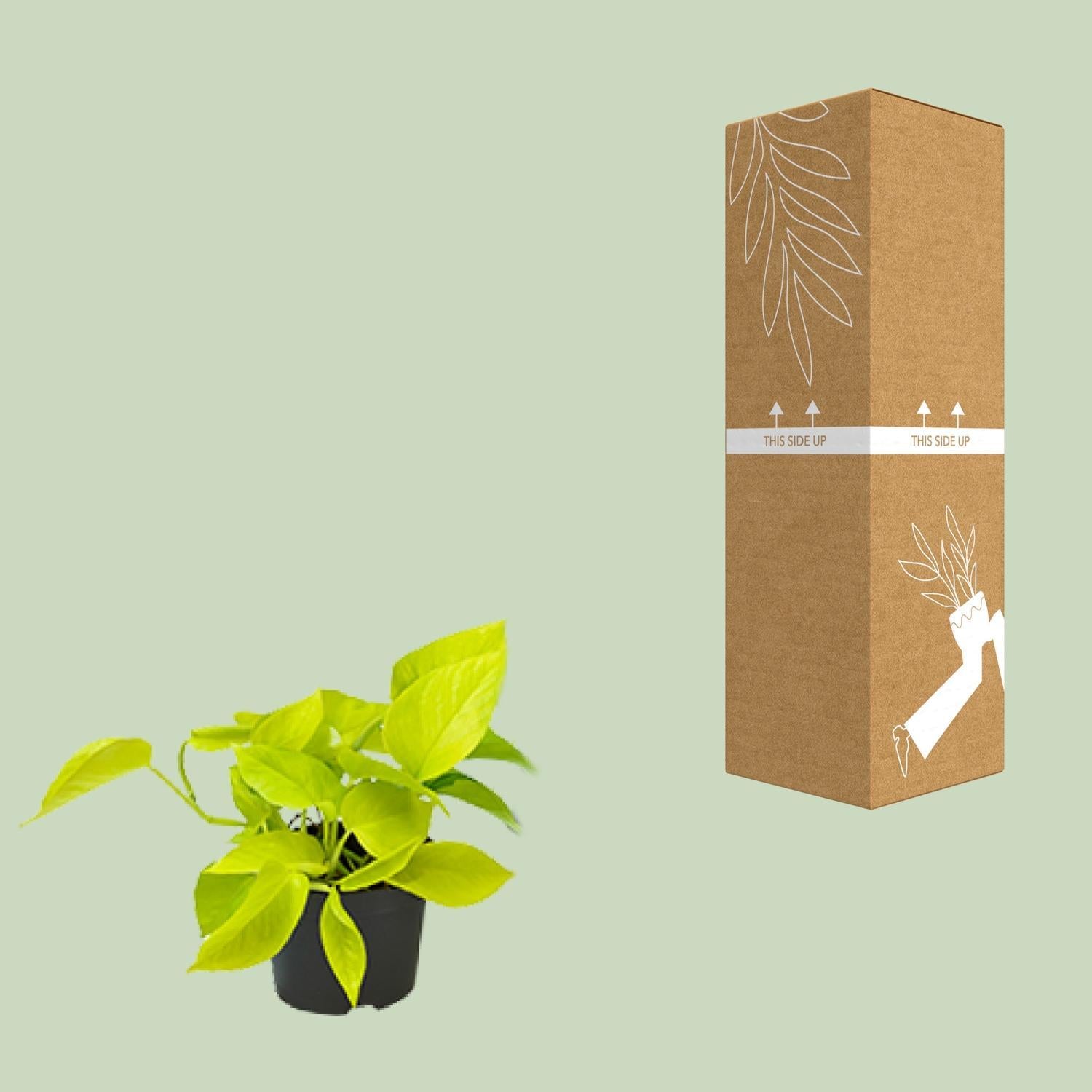 Epipremnum Gouden Pothos - Ø12 - ↨15cm