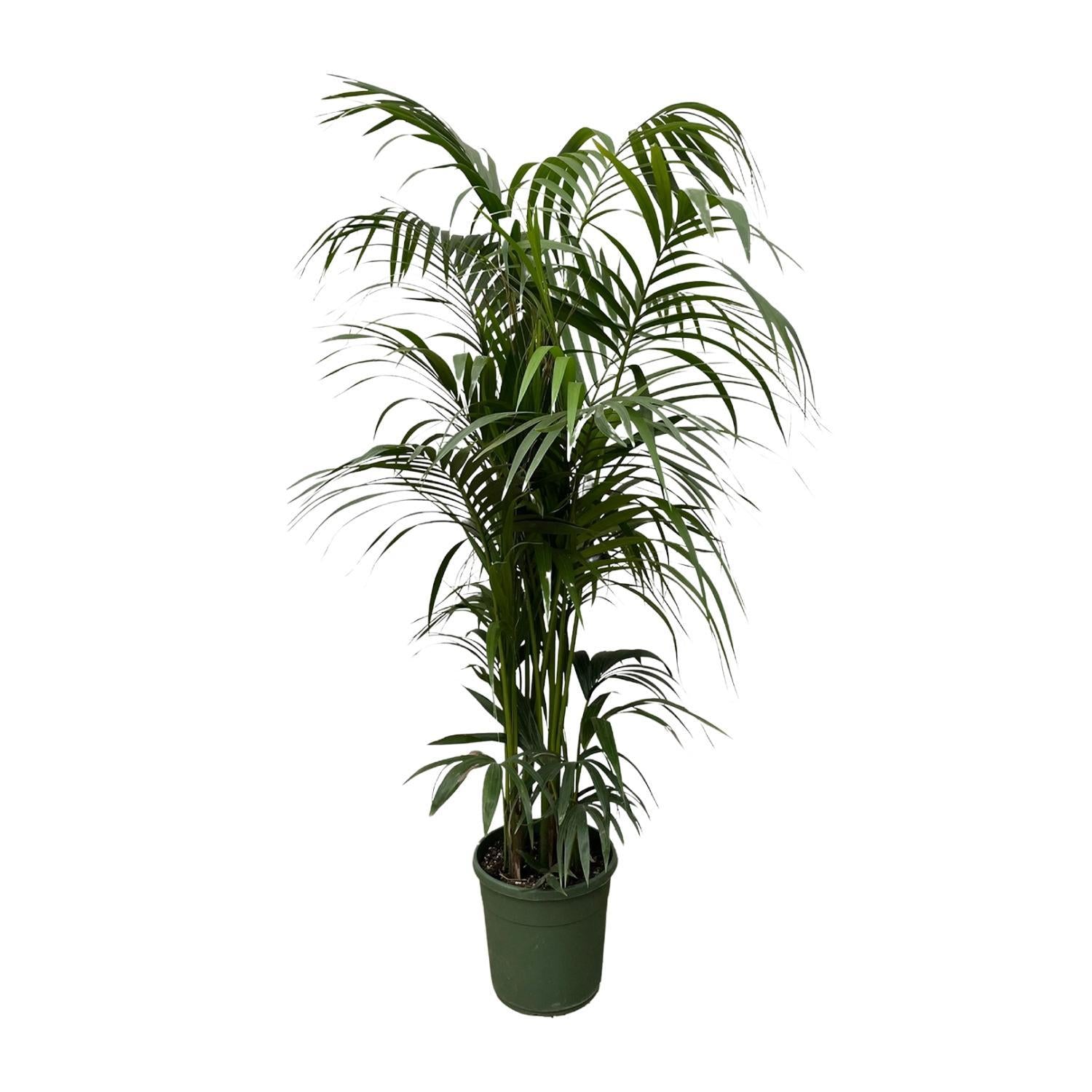 Kentia palm - 230 cm - ø38