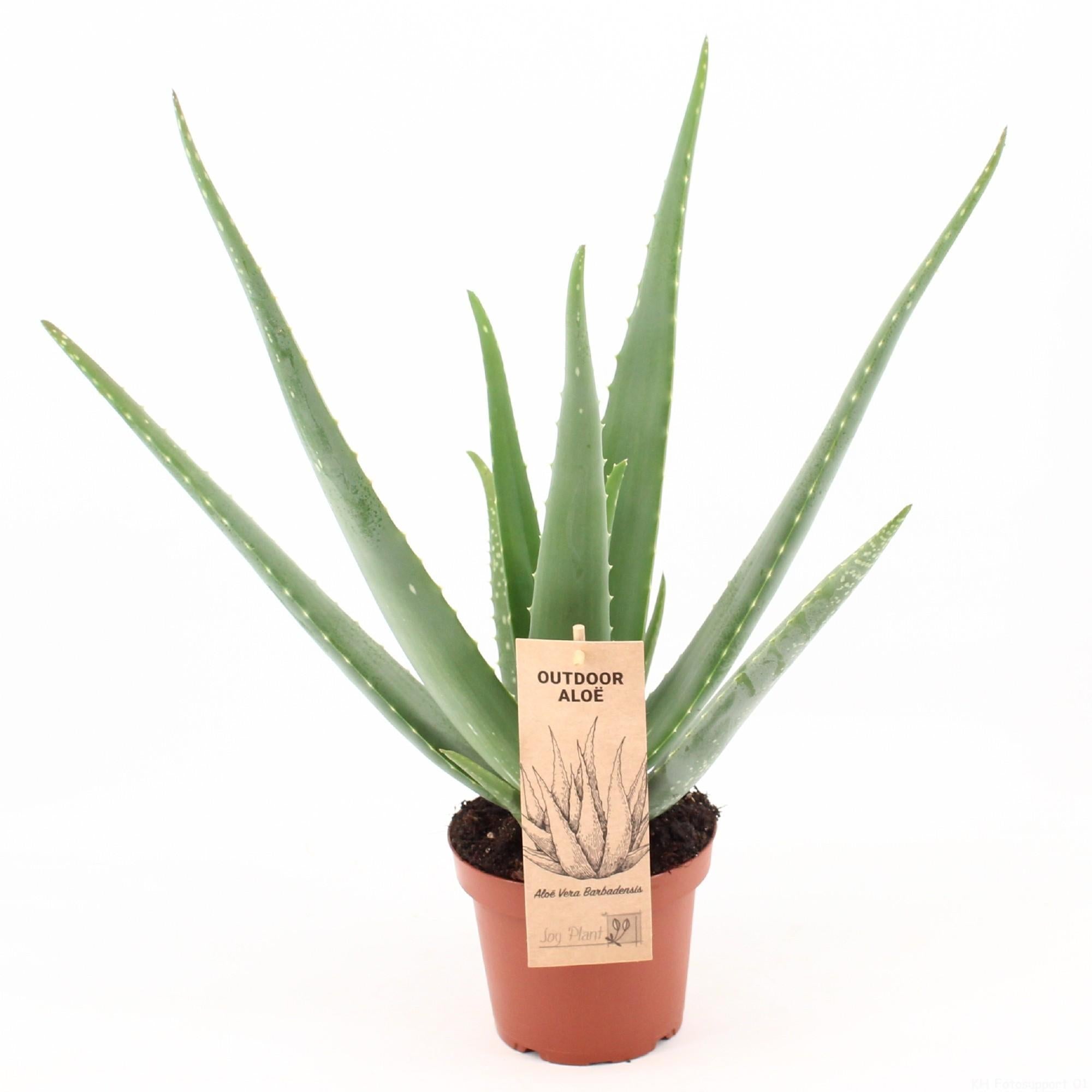 Aloe Vera P14 OUTDOOR - Ø14cm - ↕45cm