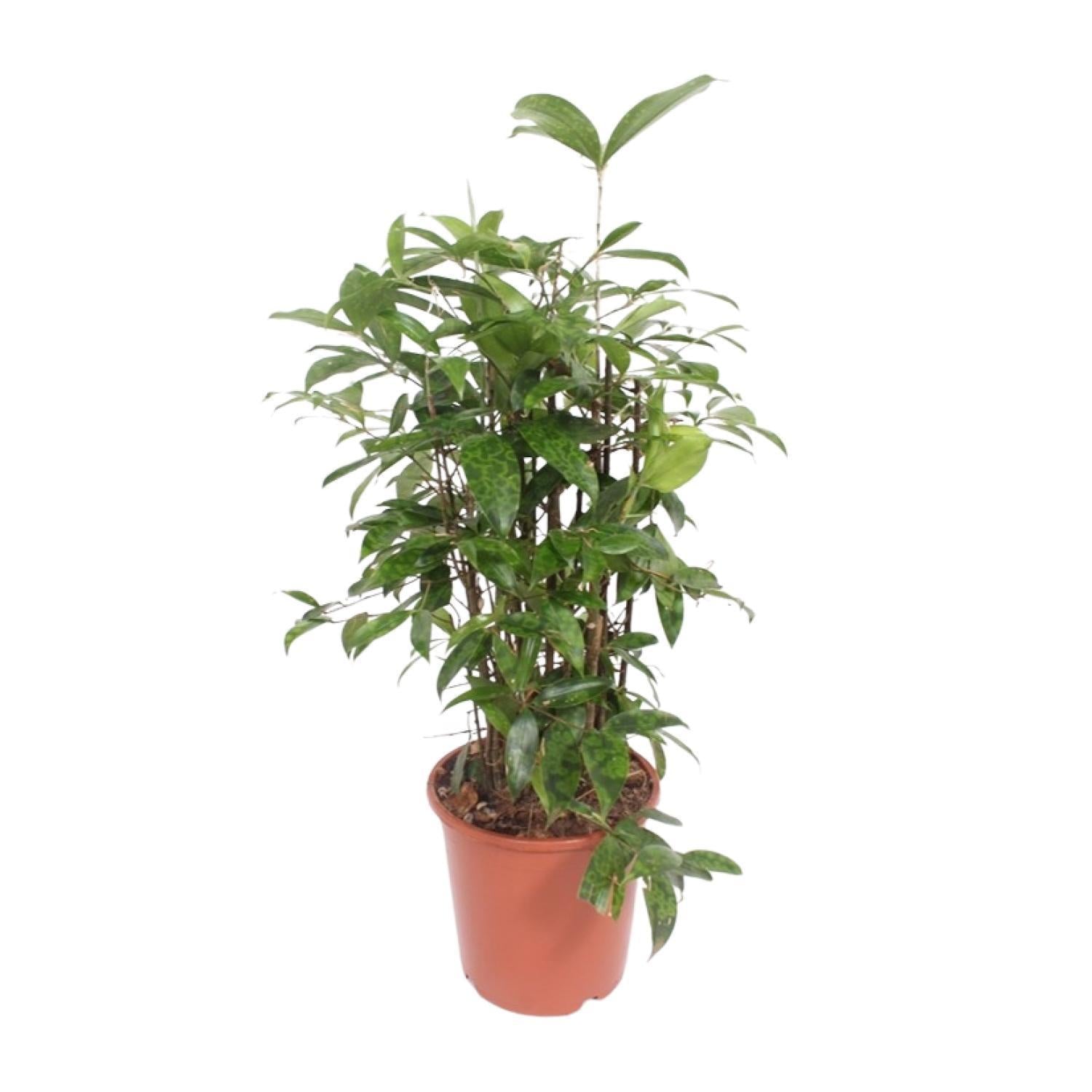 Japanischer Bambus Dracaena Surculosa - Ø21cm - ↕80cm