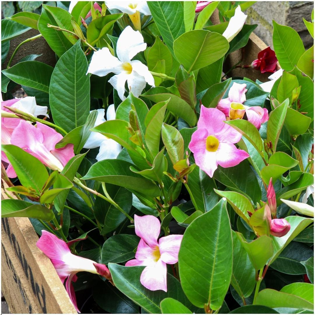 Dipladenia weiß - Mandevilla weiß Ø12 cm - ↕25 cm   6 stück