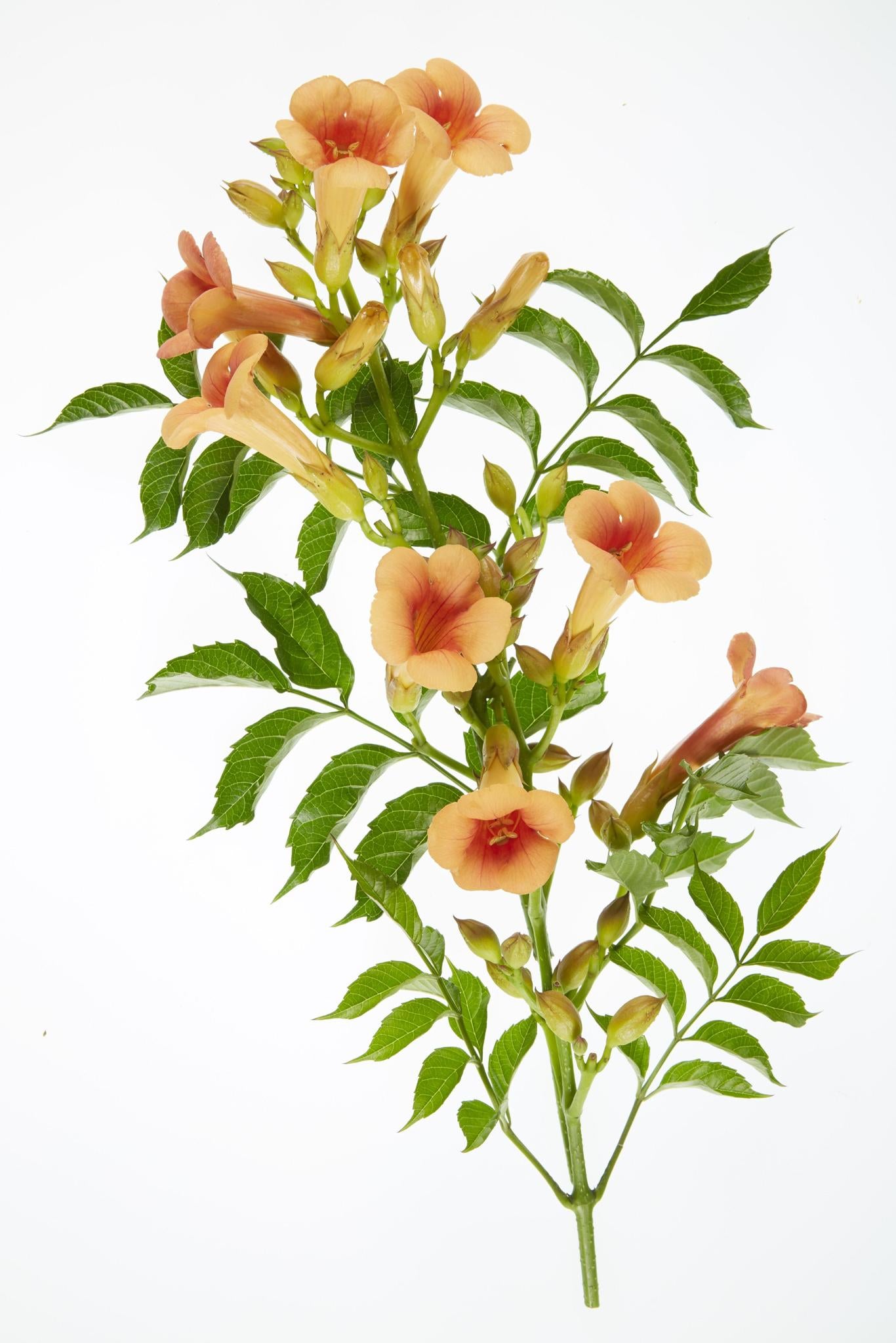 Trompetenblume Campsis Indian Summer - orange - Ø15 - ↨65cm