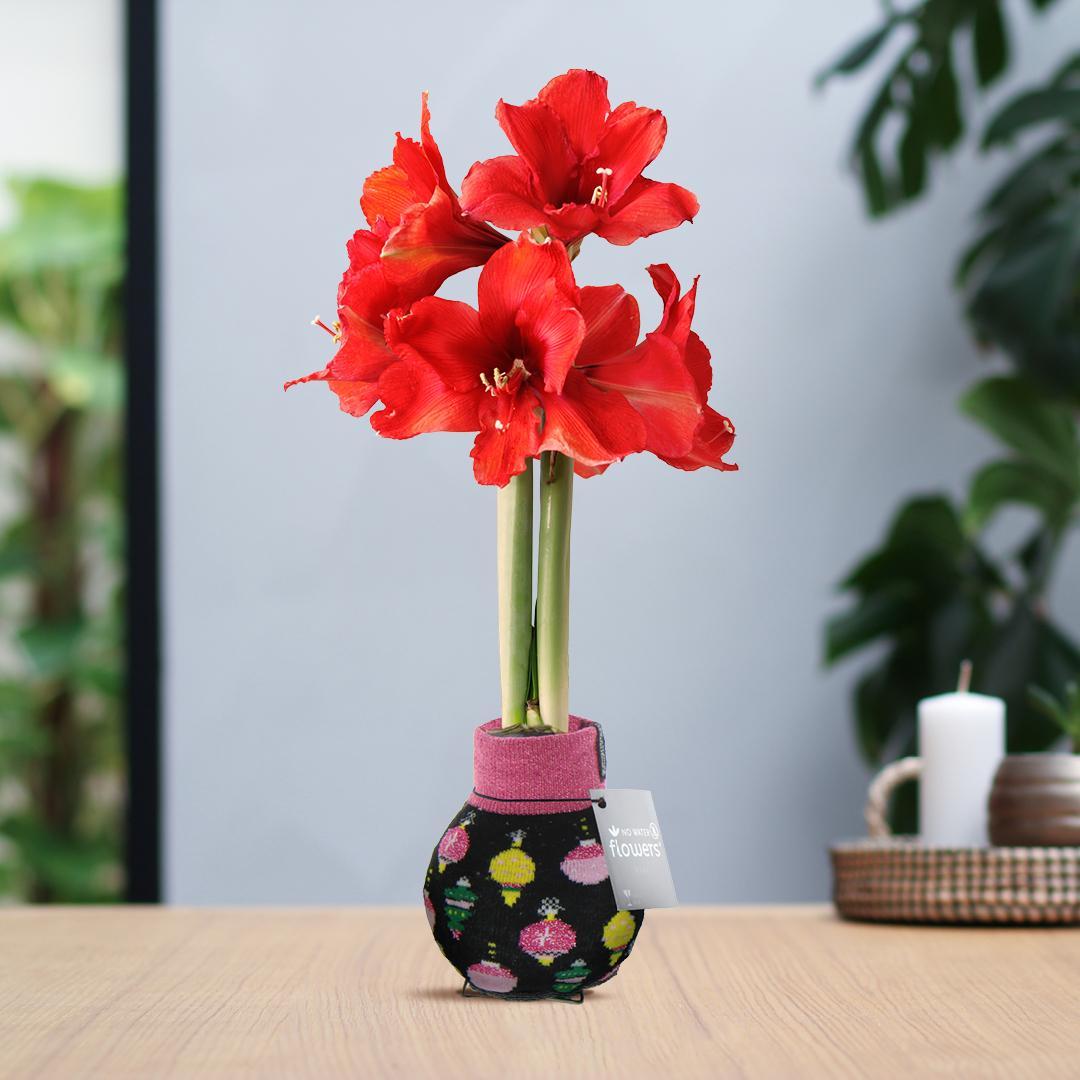 No Water Flowers® (wax amaryllis) | Fashionz Patterns Disco - Black + Red flower