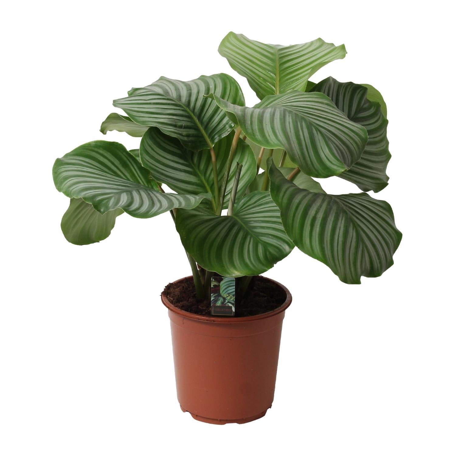 Gebetspflanze  - Calathea Orbifolia - Ø21cm - ↕50cm