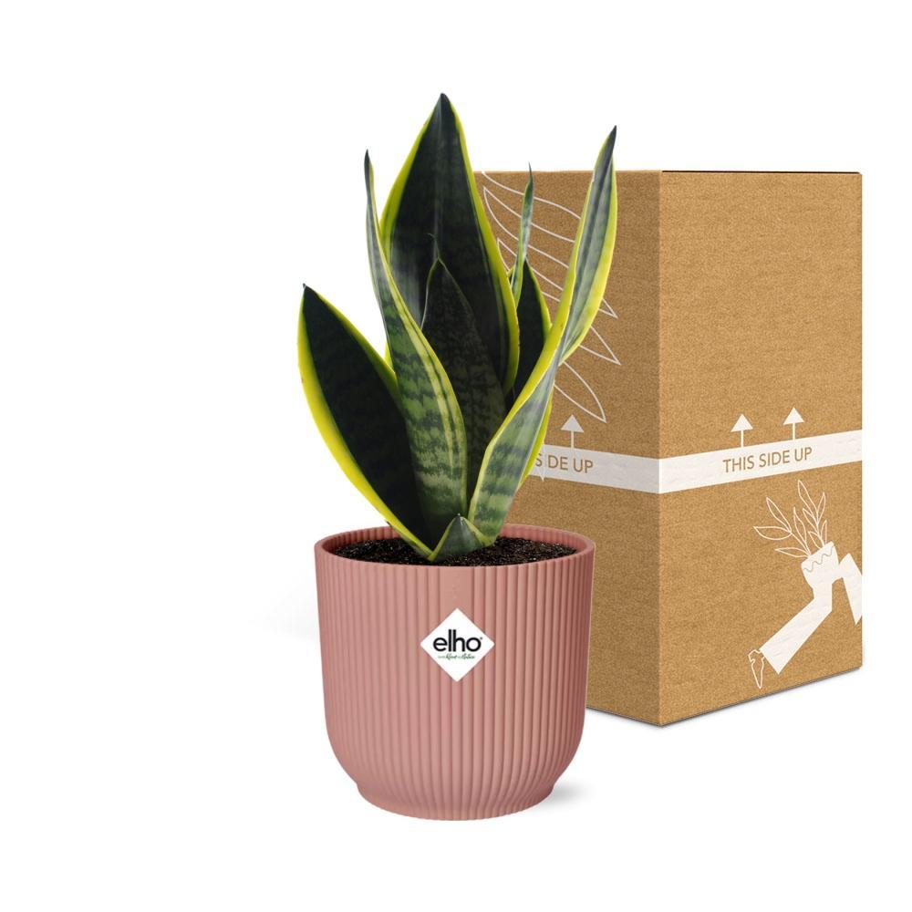 Schwiegermutterzunge - Sansevieria Futura Superba in ELHO Vibes Fold 14 cm rosa