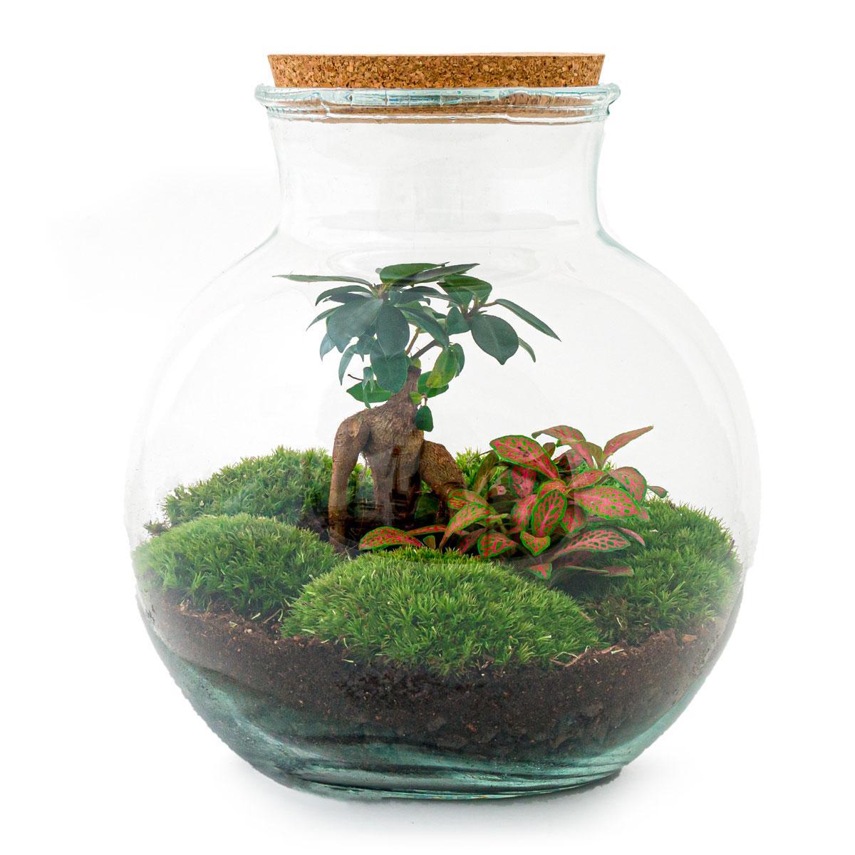 Flessentuin - Teddybonsai - ↕ 26,5 cm - Hark + Schop + Pincet