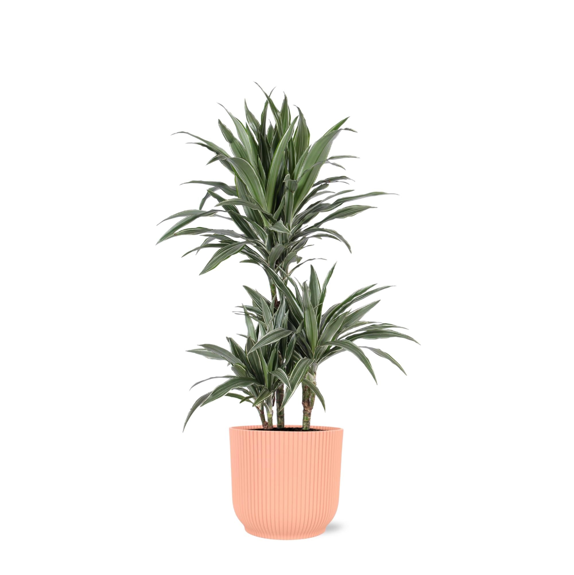 Drachenbaum Warneckei - Dracaena Warneckii Ø21cm - ↕65cm im Vibes PINK Topf