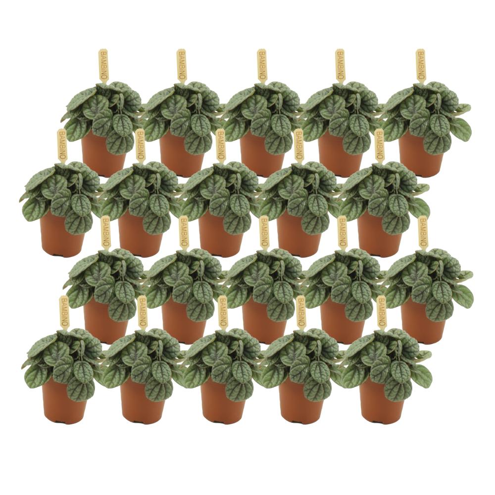 Peperomia Greyhound - 20 stuks - Ø5,5cm - ↕10cm