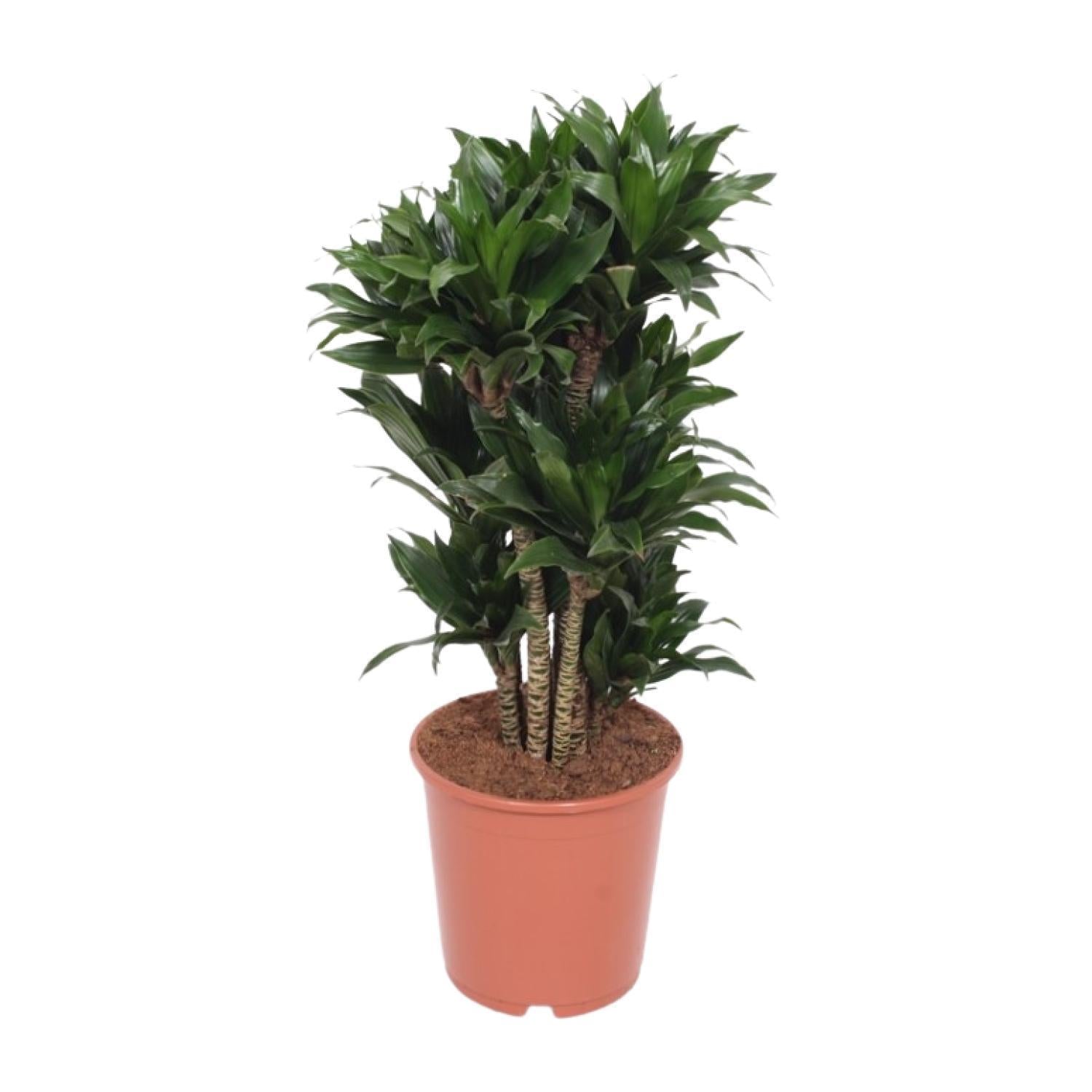 Drachenbaum Janet Craig Compacta - Dracaena Janet Craig Compacta - Ø24cm - ↕80cm