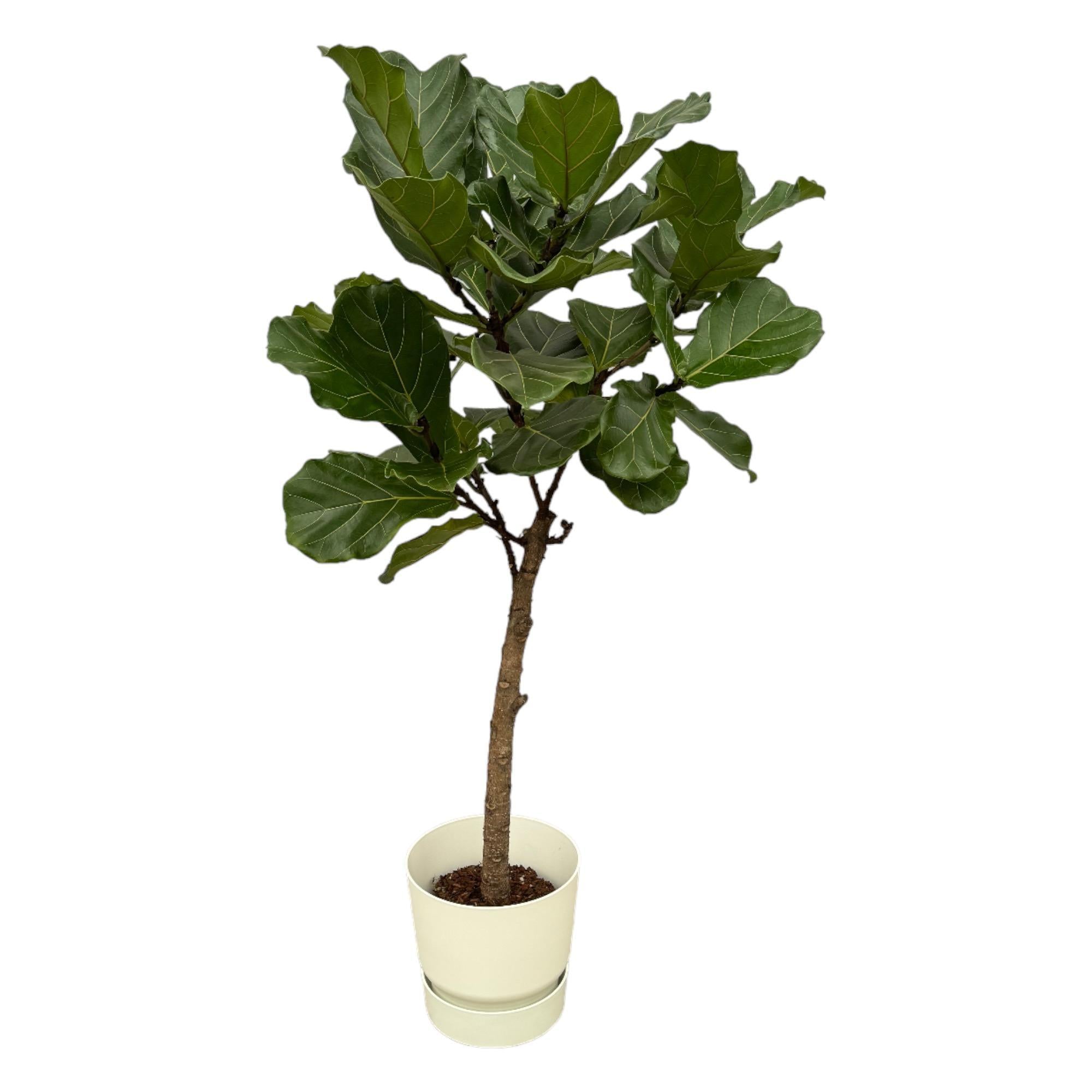 Geigenfeige - Ficus Lyrata Baum inklusive elho Greenville Rund Topf weiß – 160 cm – Ø30