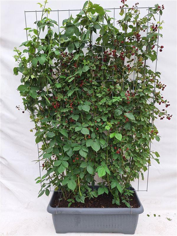 Brombeerstrauch - Rubus frut. 'Black Satin' - stachellose schwarze Brombeere - Fertighecke - 120 x 180 cm - 1 pcs