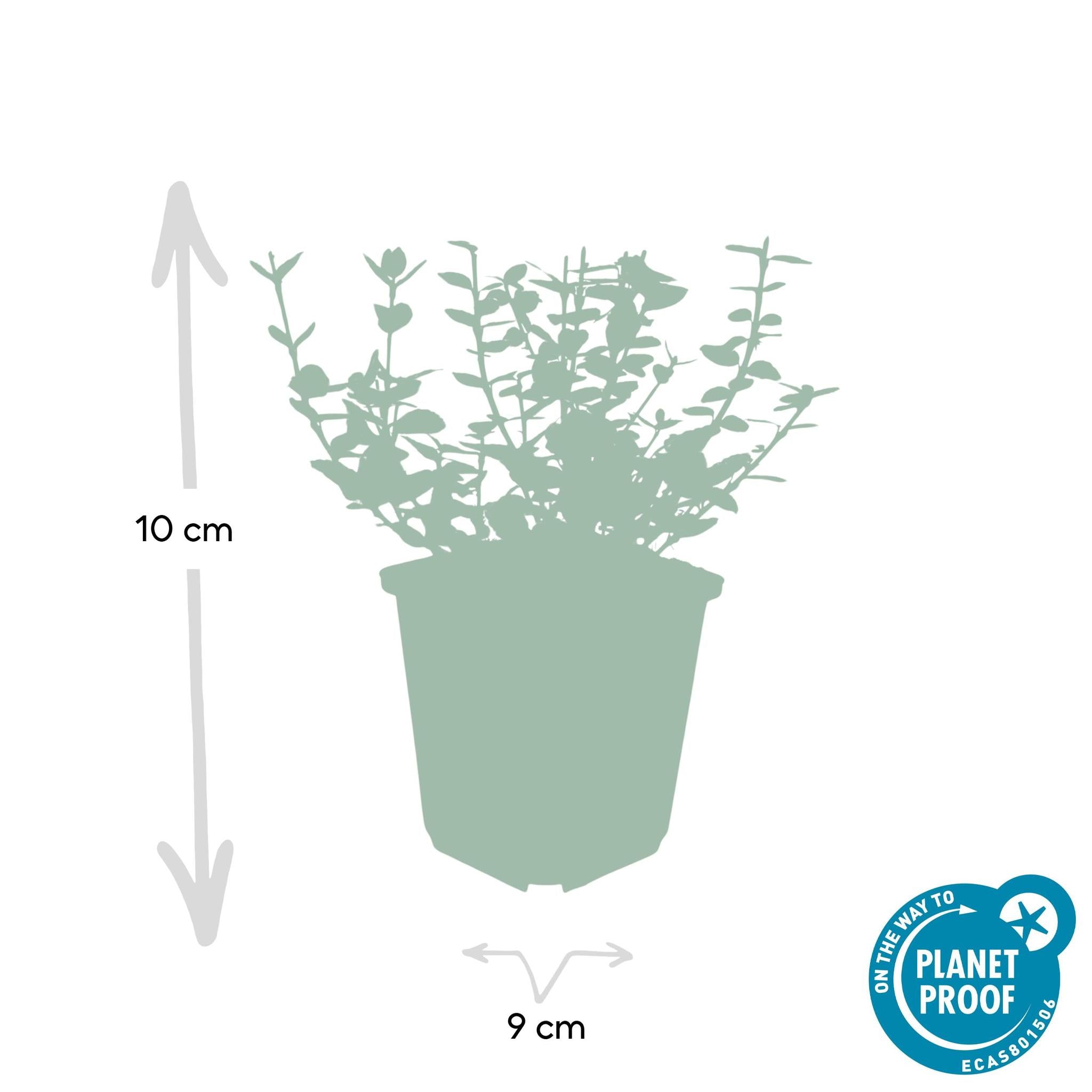 Spindelstrauch auch Kriechspindel - Euonymus 'Emerald 'n Gaity' - ↕10-25cm - Ø9cm - 40 Stück