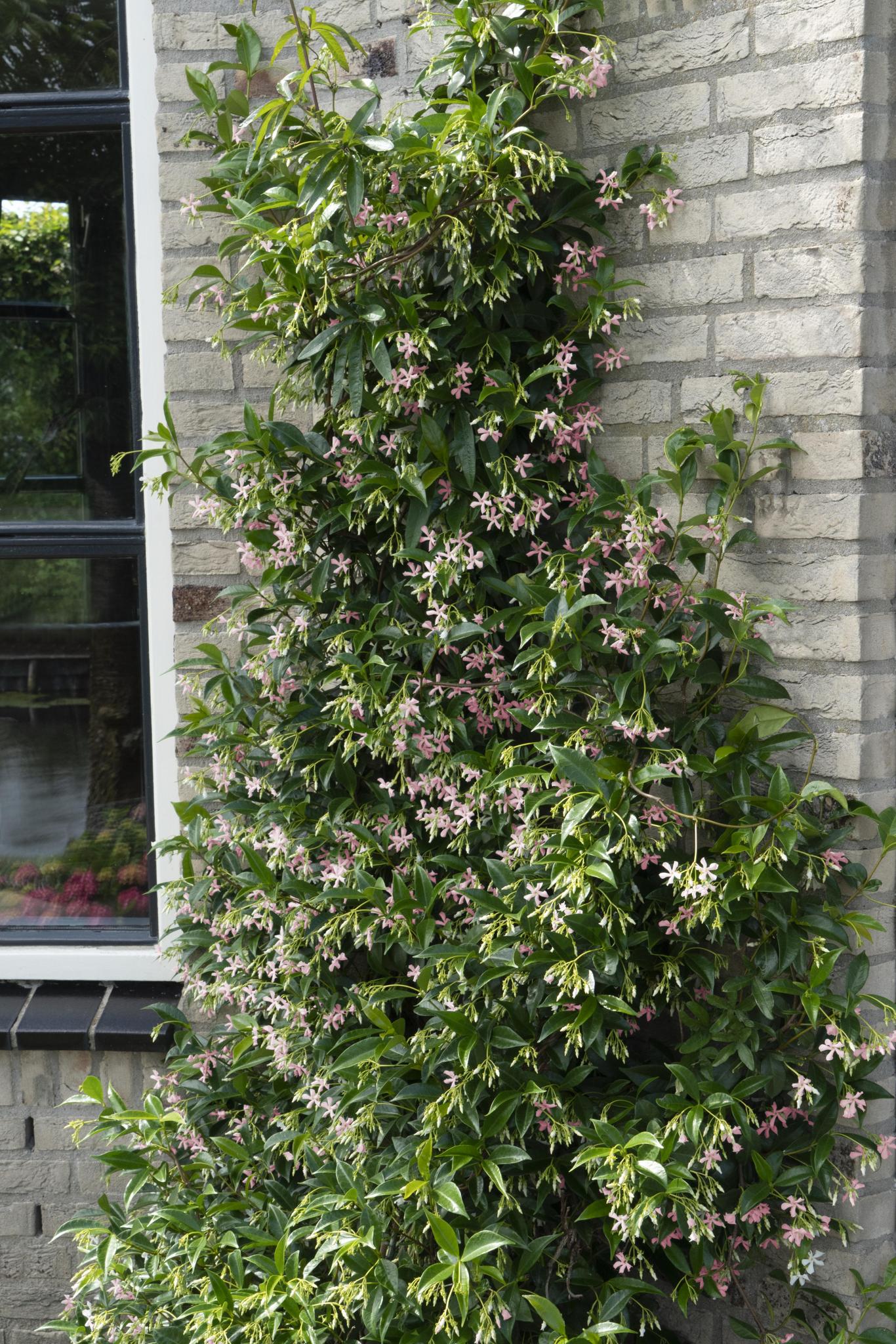 Sternjasmin - Trachelospermum 'Star of Ibiza' Toskanische Jasmin weiß und rosa- ↨65cm - Ø15   2 Stück