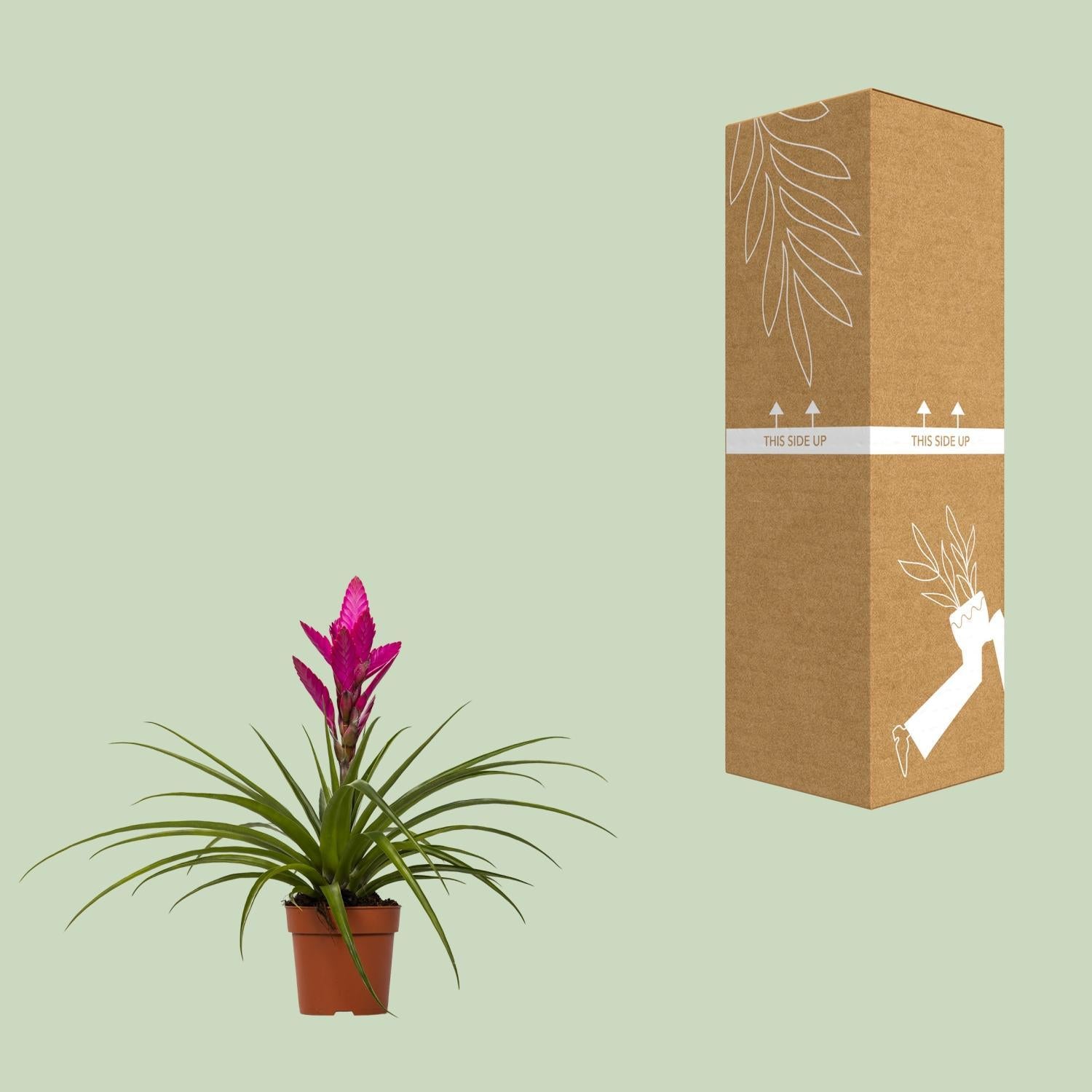 Bromelie - Tillandsia Amira - Ø12cm - ↕45cm