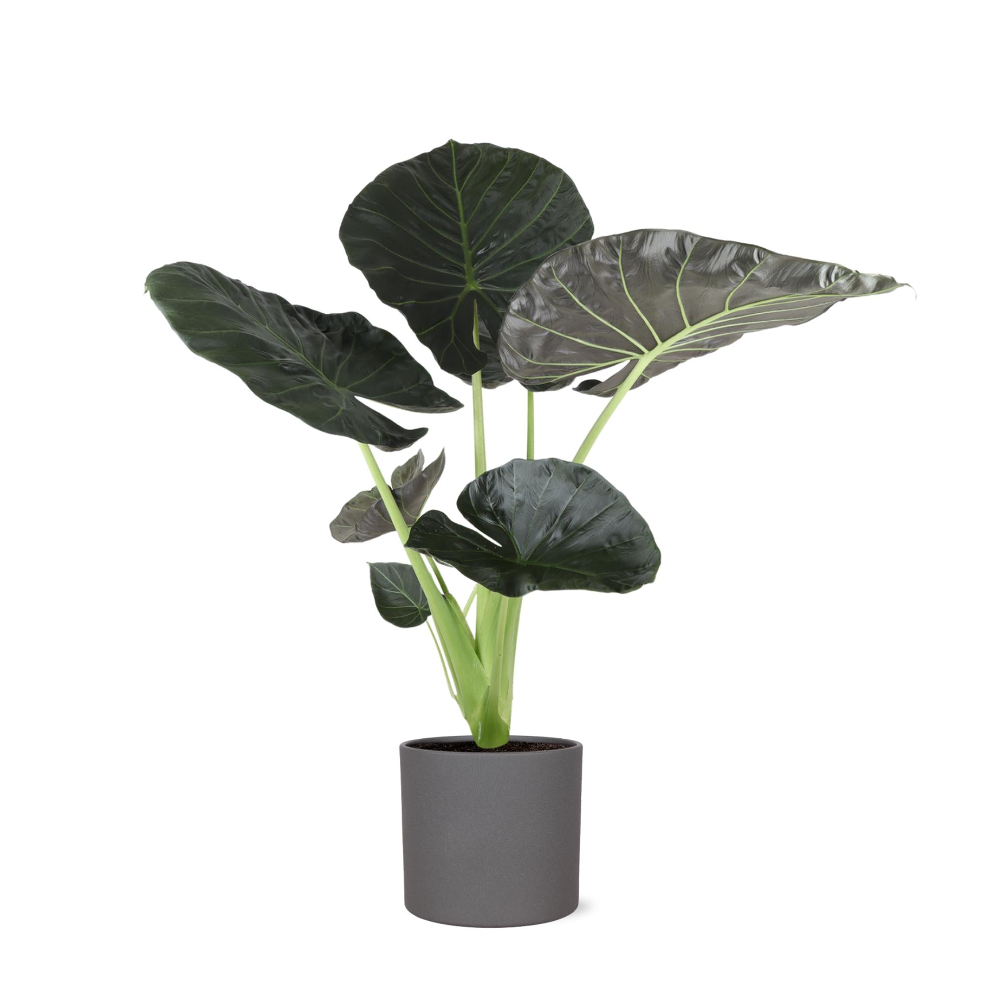 Elefantenohr - Alocasia Regal Shield Ø24cm - ↕110cm in Era Topf ANTRACIET