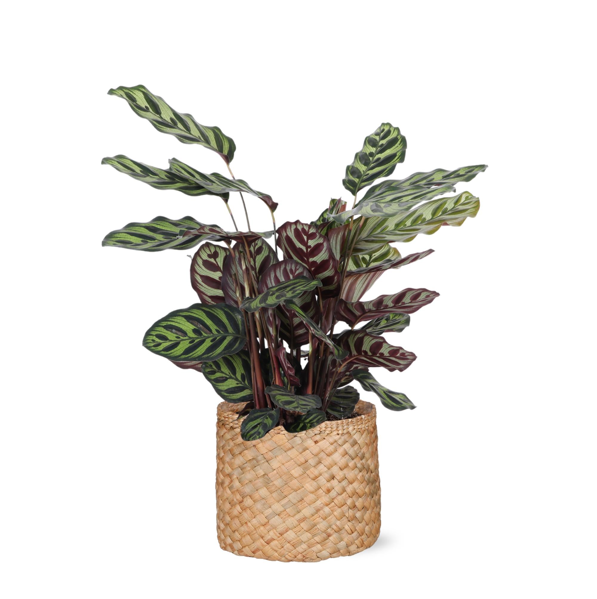 Pfauenpflanze - Calathea Makoyana - Ø21cm - ↕70cm in Albury beiger Korb