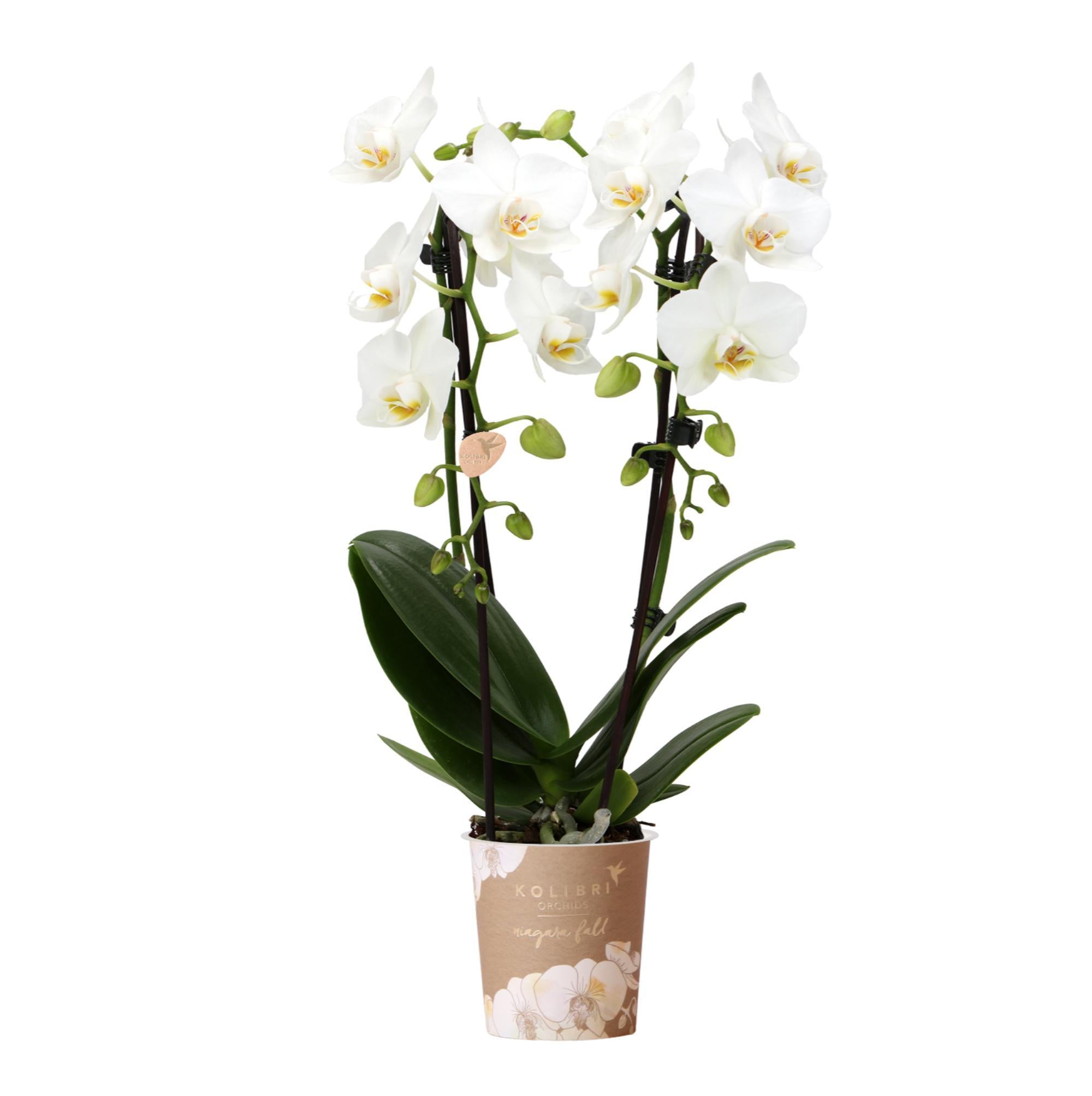 Kolibrie-orchideeën | witte Phalaenopsis orchidee - Niagara Fall - potmaat Ø9cm | bloeiende kamerplant - vers van de veredelaar