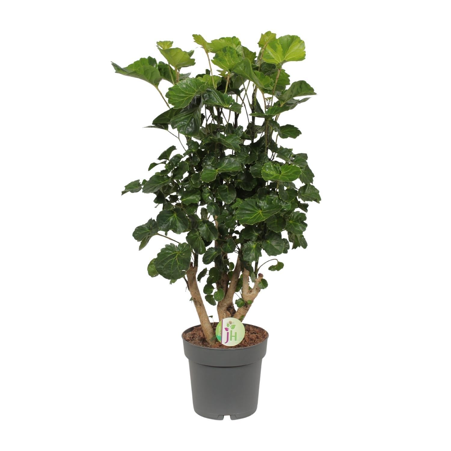 Polyscias Lemon - Ø19cm - ↕65cm