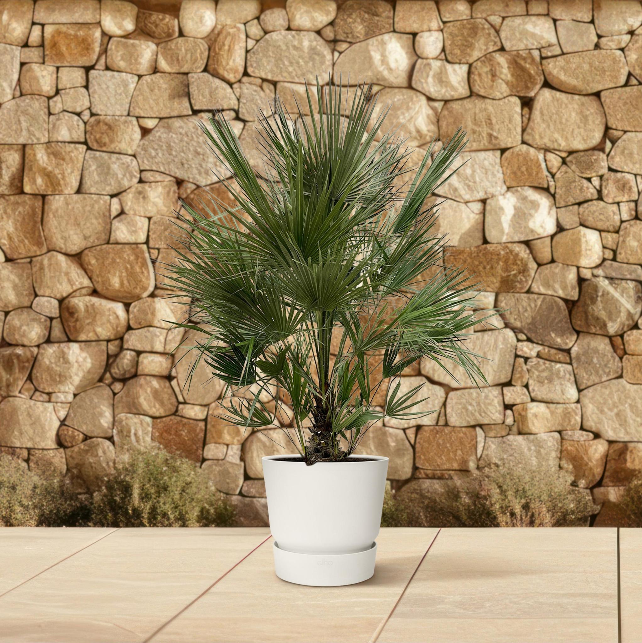 Zwergpalme auch Europäische Zwergpalme - Chamaerops Humilis - Strauch   200 cm - ø40