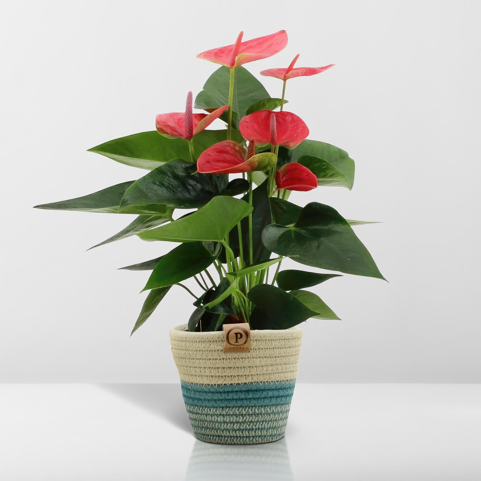 Anthurium andreanum Sweet Dream incl. PURE Korb - 45cm - Ø12