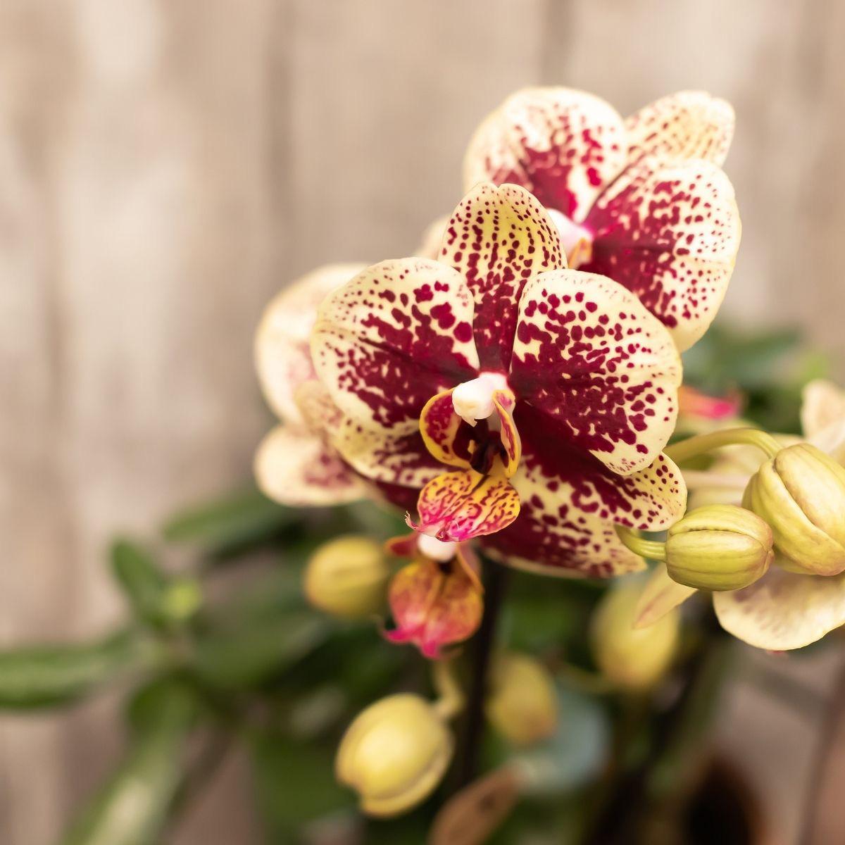 Kolibrie-orchideeën | COMBI DEAL van 4 geel rode phalaenopsis orchideeën - Spanje - potmaat Ø9cm | bloeiende kamerplant - vers van de kweker