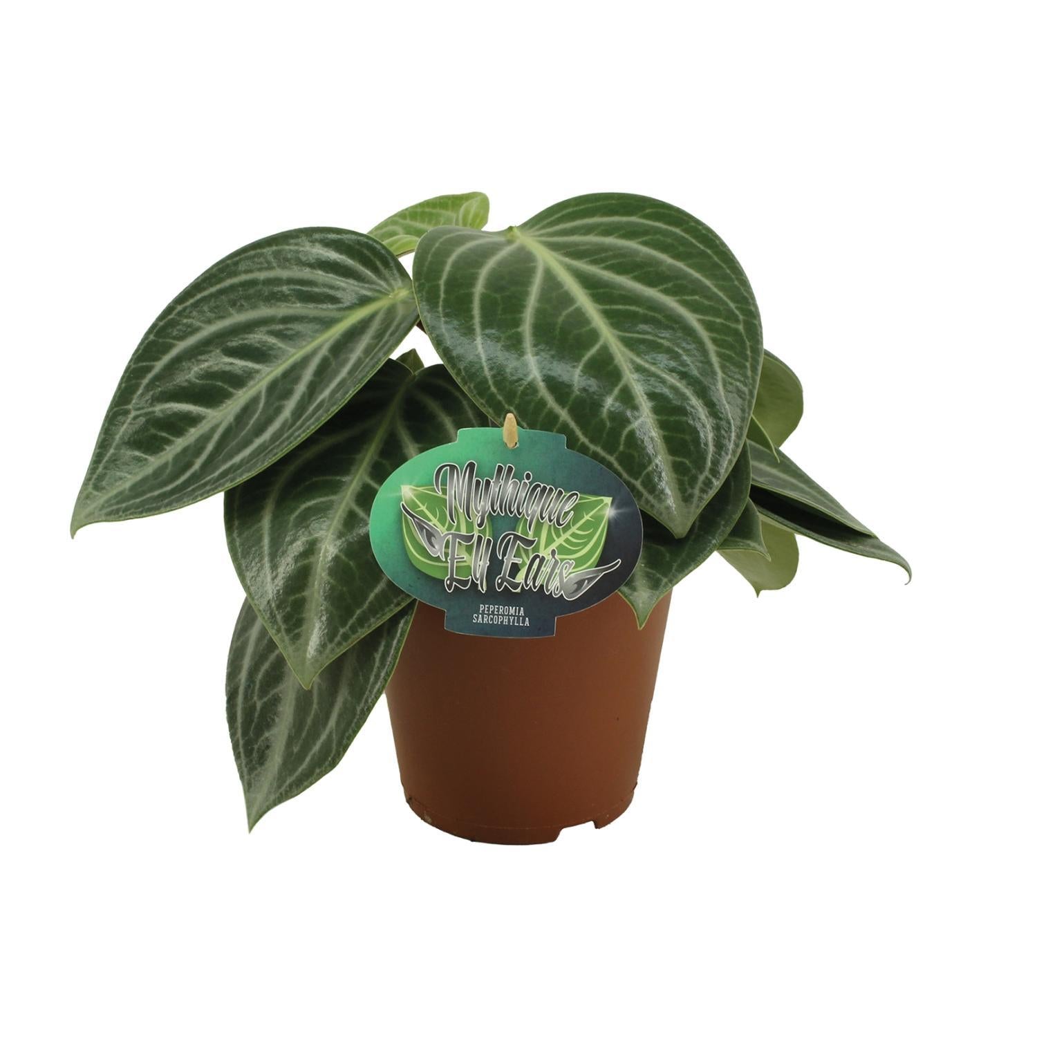 Peperomia Sarcophylla - Ø15cm - ↕25cm