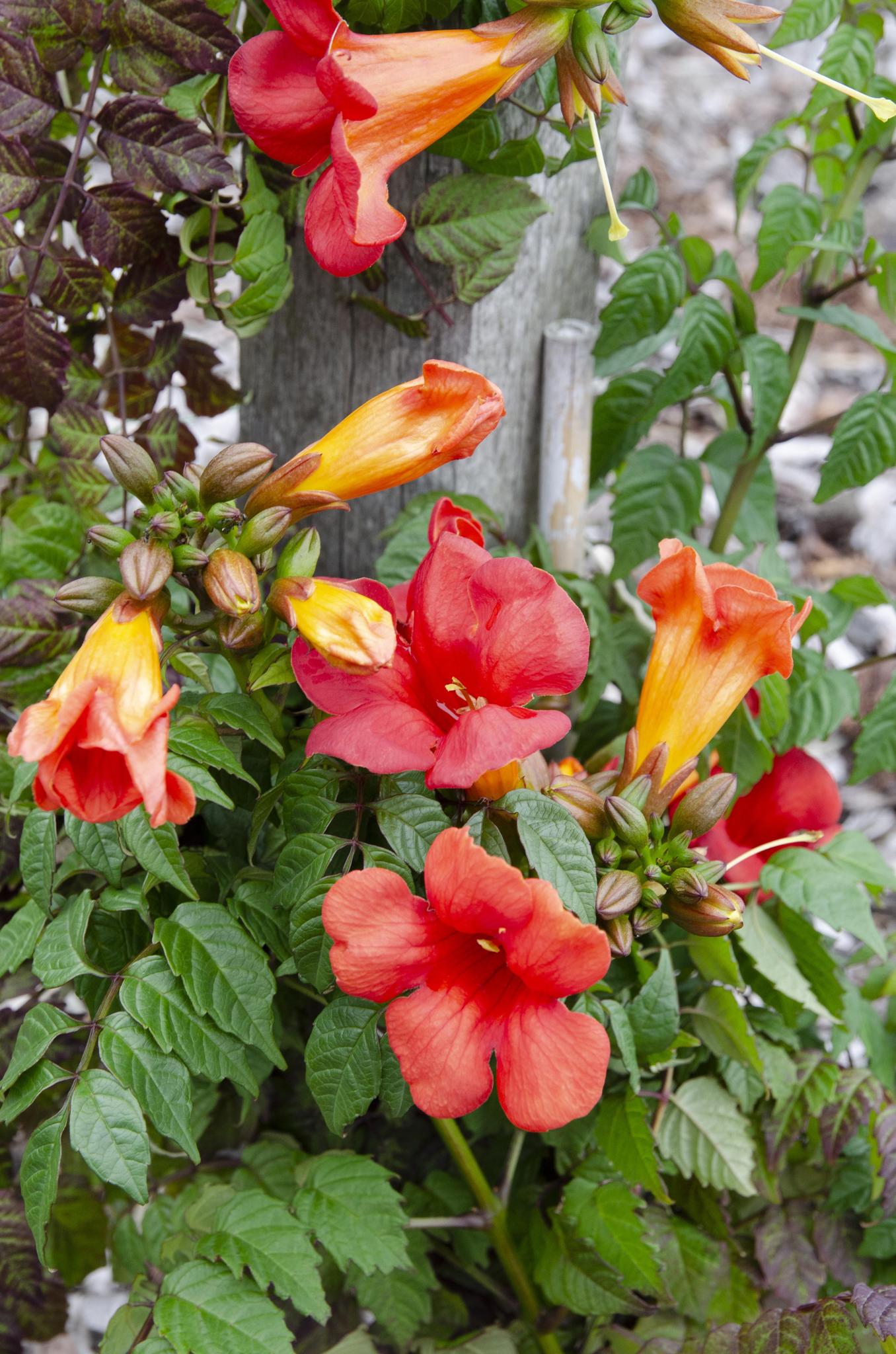 Trompetenblume Campsis Summer Jazz Fire Trumpet   rot - orange   Ø15 - ↨65cm