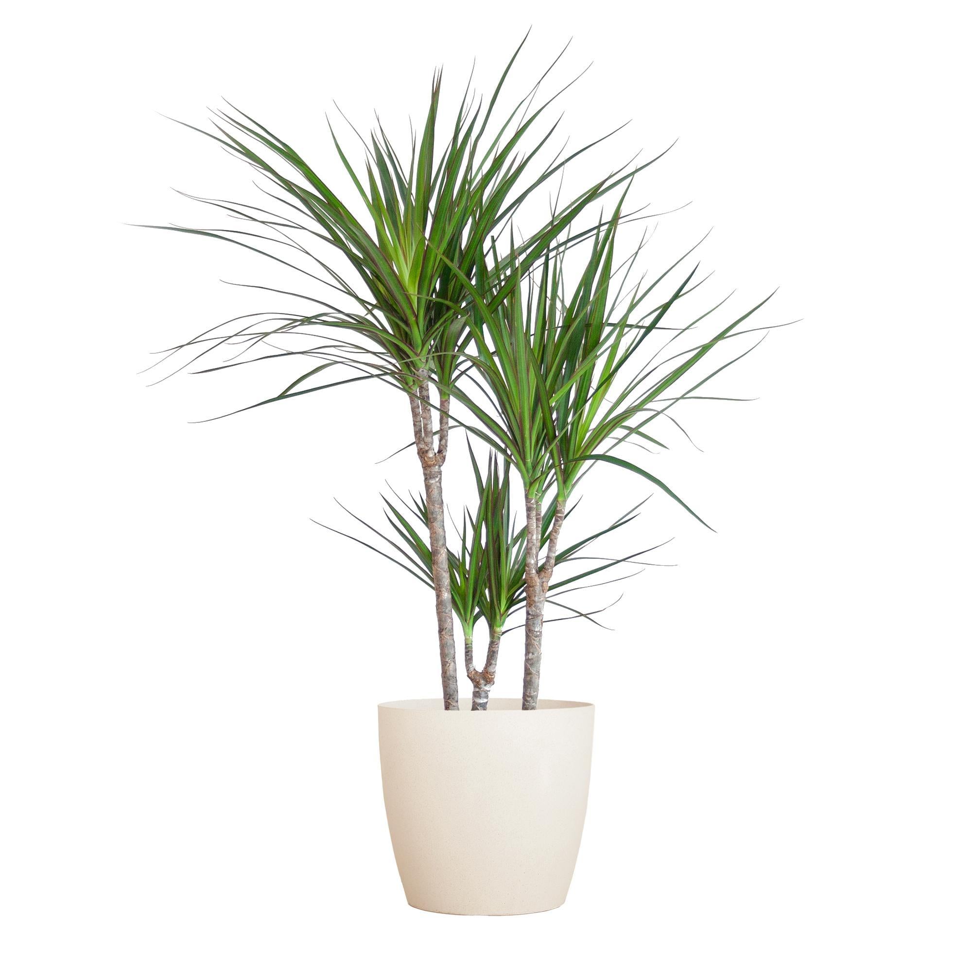 Drachenbaum - Dracaena Marginta mit Viber Topf weiß - 95cm - Ø21