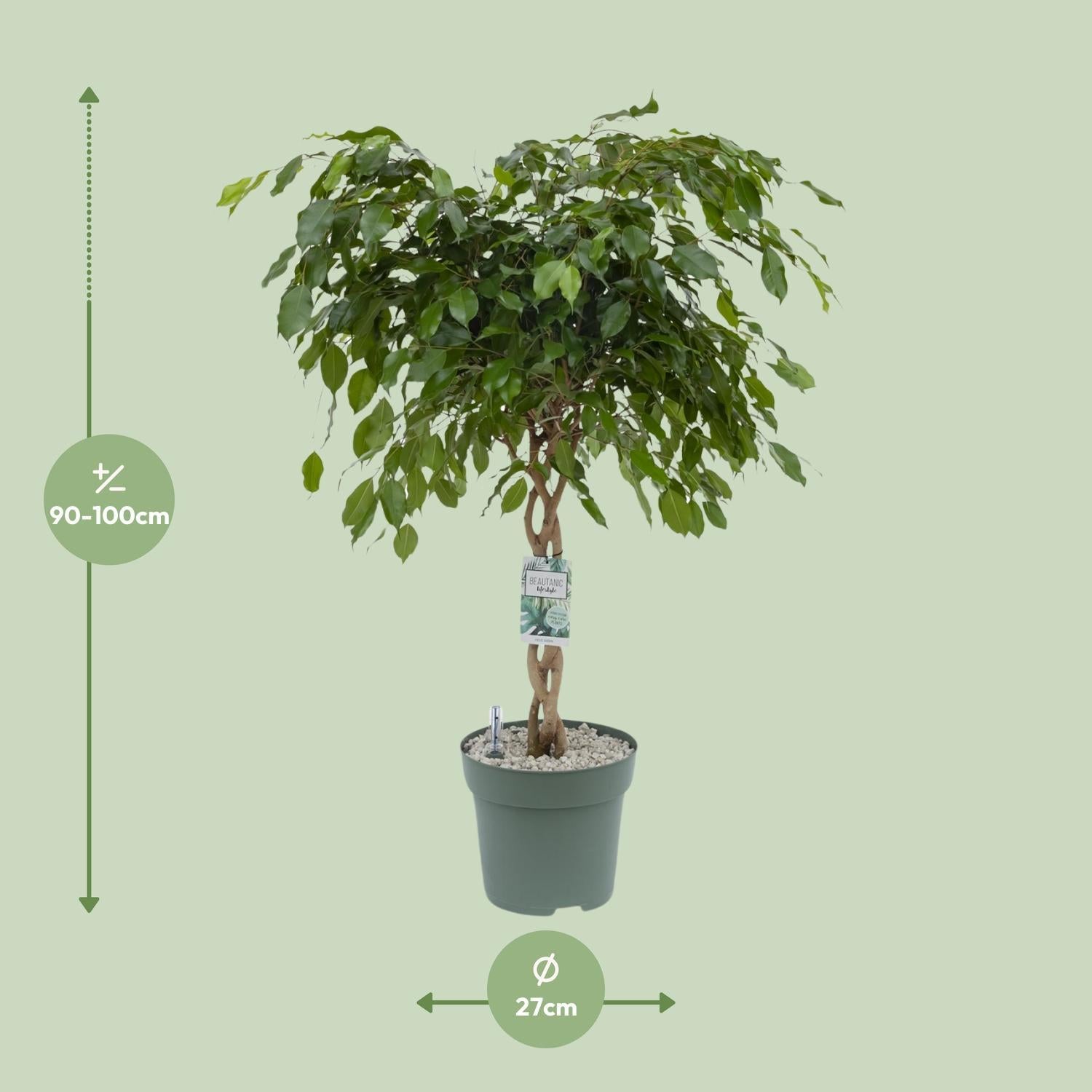 Birkenfeige - Ficus Adora / Exotica - Ø27cm - ↕120cm