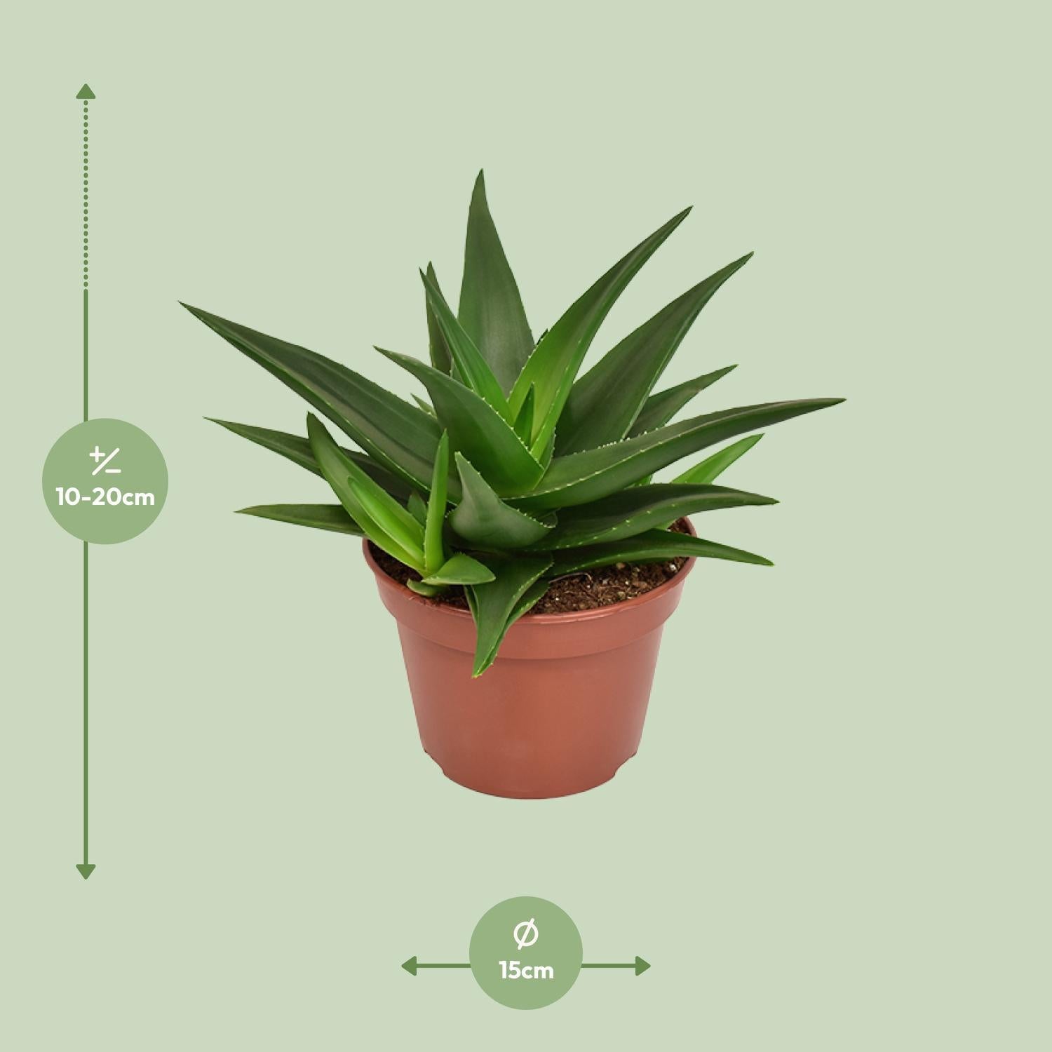 Alworthia Black - Haworthia Pentagona West Jogoo - Ø15cm - ↕20cm