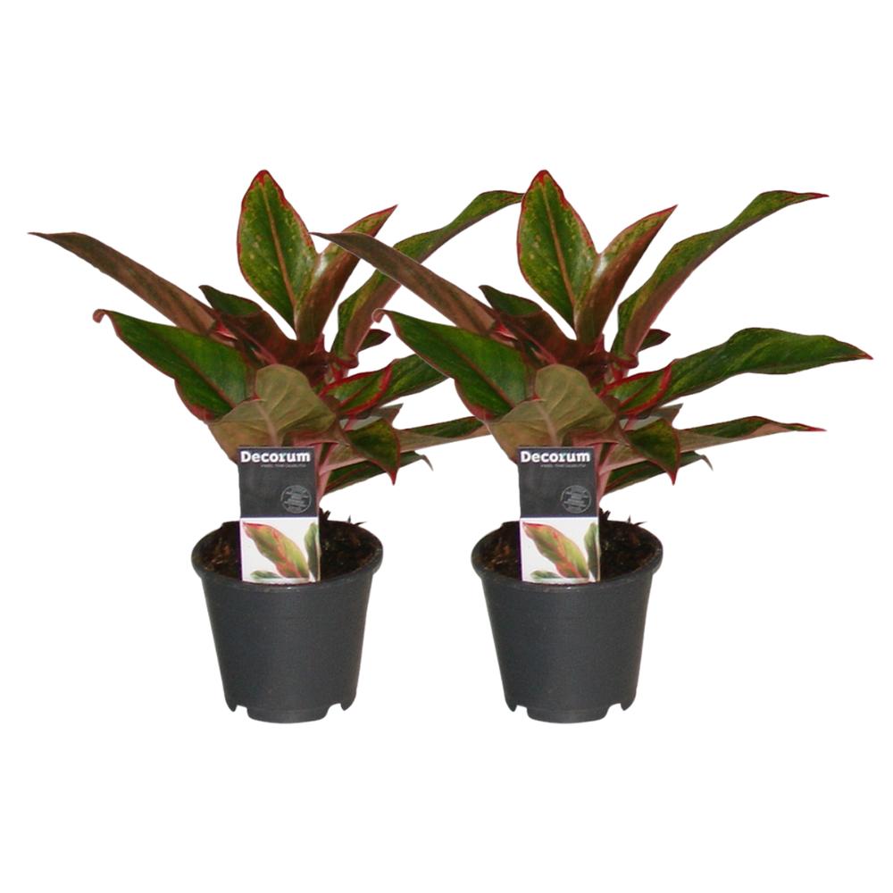 Kolbenfaden - Aglaonema Crete - ø12 - ↕30cm   2 Stück