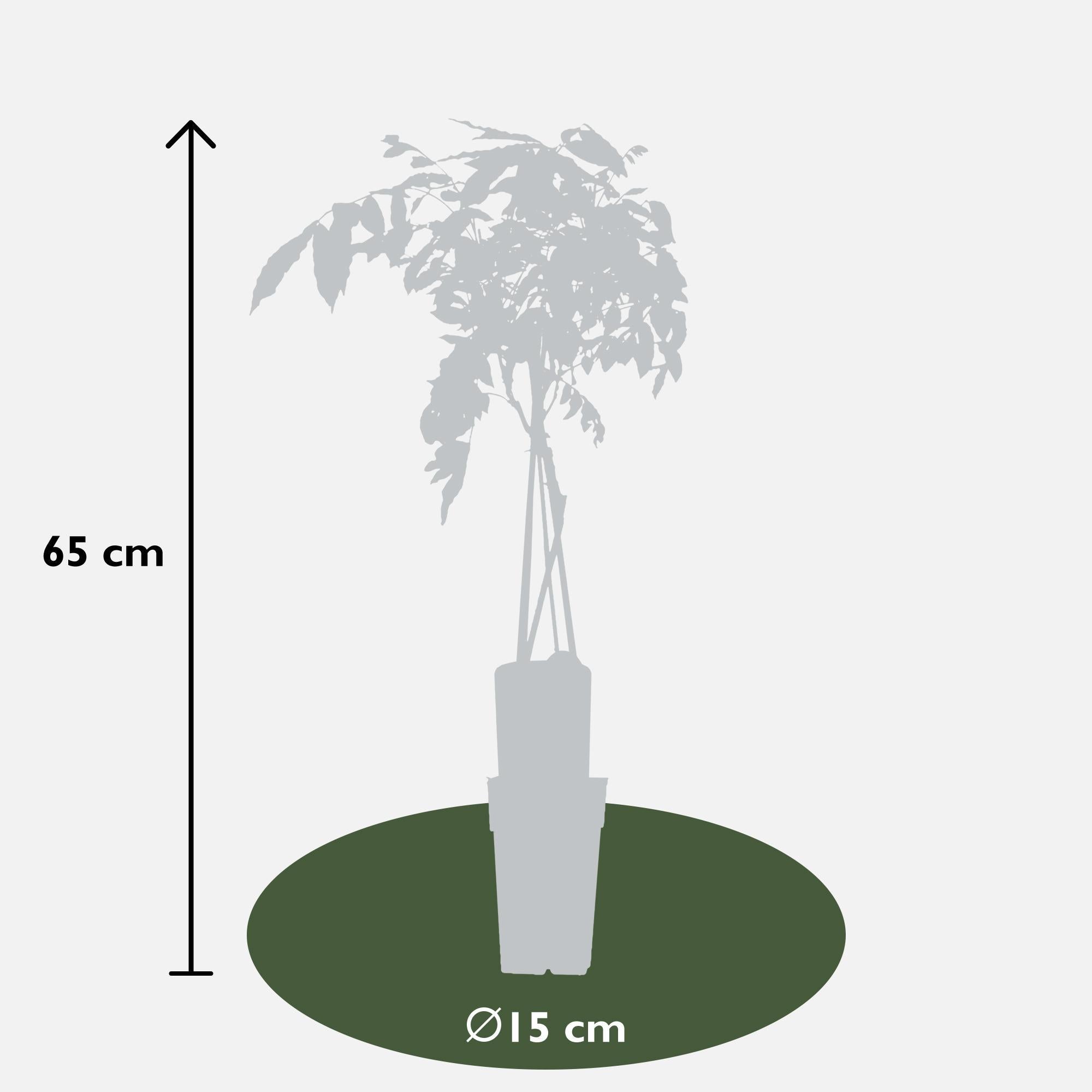 2x - Blauweregen sinensis 'Prolific' - ↨65cm - Ø15