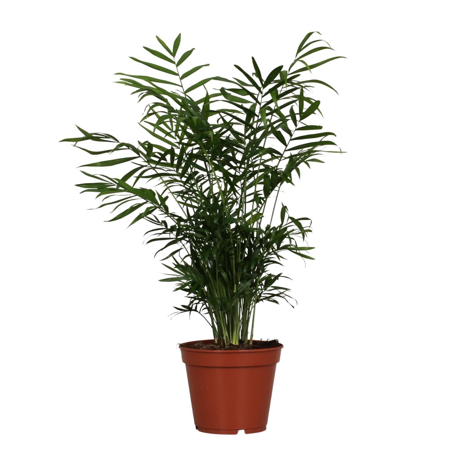 Mexikanische Bergpalme - Chamaedorea Elegans - Ø17cm - ↕55cm