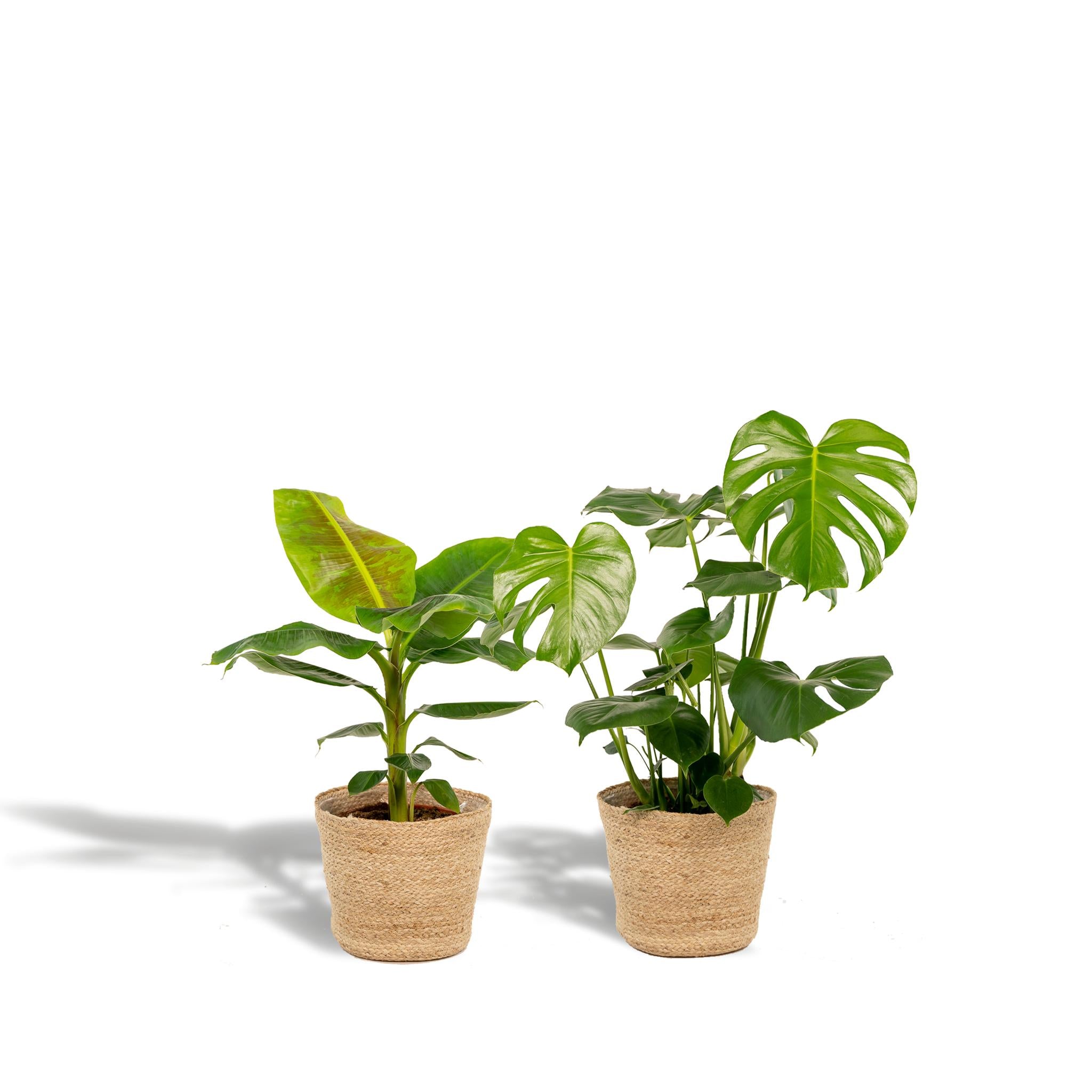 Pflanzen Mix - Monstera Deliciosa - Ø21cm - ↕75cm + Musa Dwarf Cavendish - Ø21cm - ↕85cm + Korb Selin