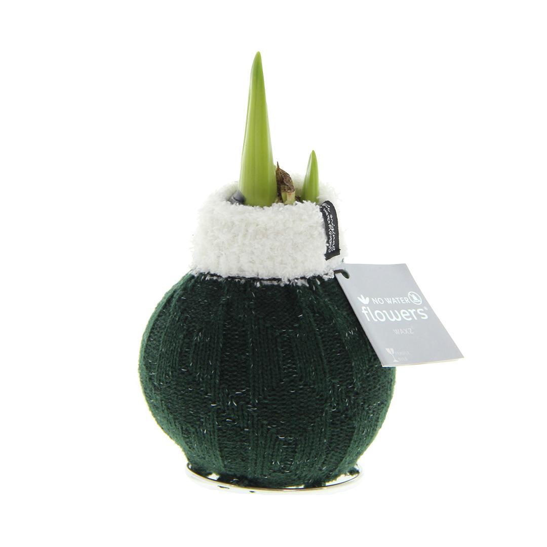 No Water Flowers® (wax amaryllis) | Fashionz Cozy Wooly - Green + Red flower