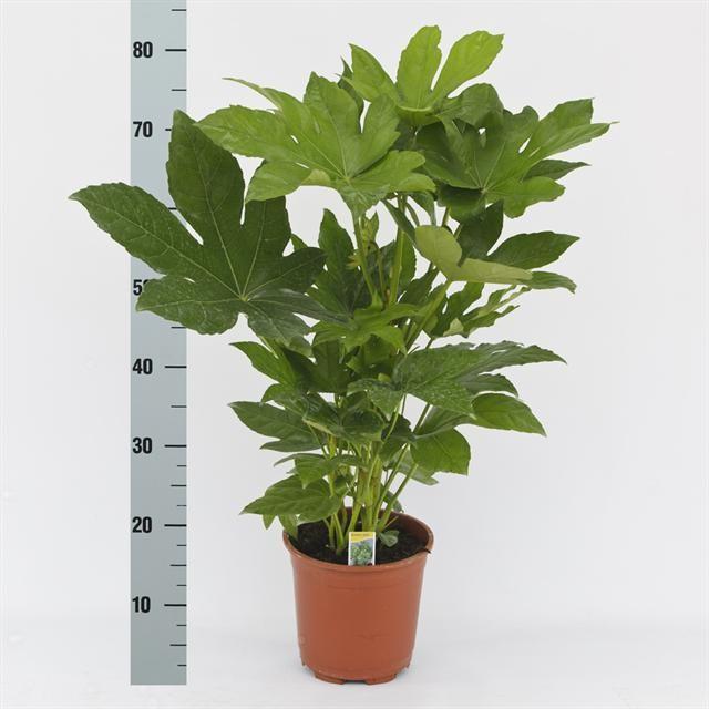 Japanischer Aralienstrauch - Fatsia Japonica 70 + - Ø17cm - ↕70cm